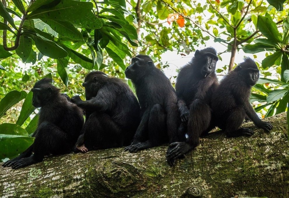 Zwarte kuif makaken Tangkoko National Park Sulawesi