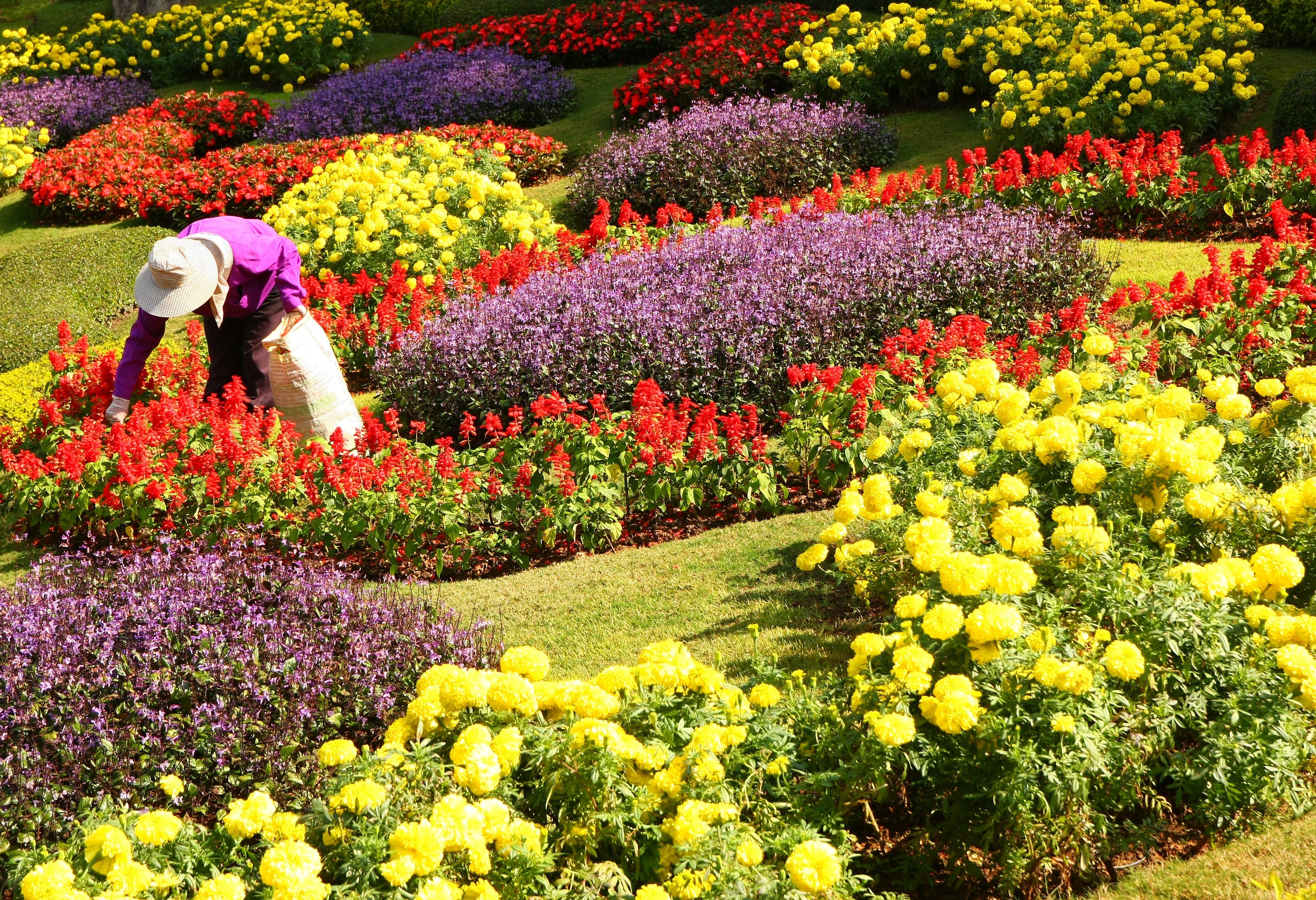 Bloementuin van het koninklijk project Doi Tung in Thailand