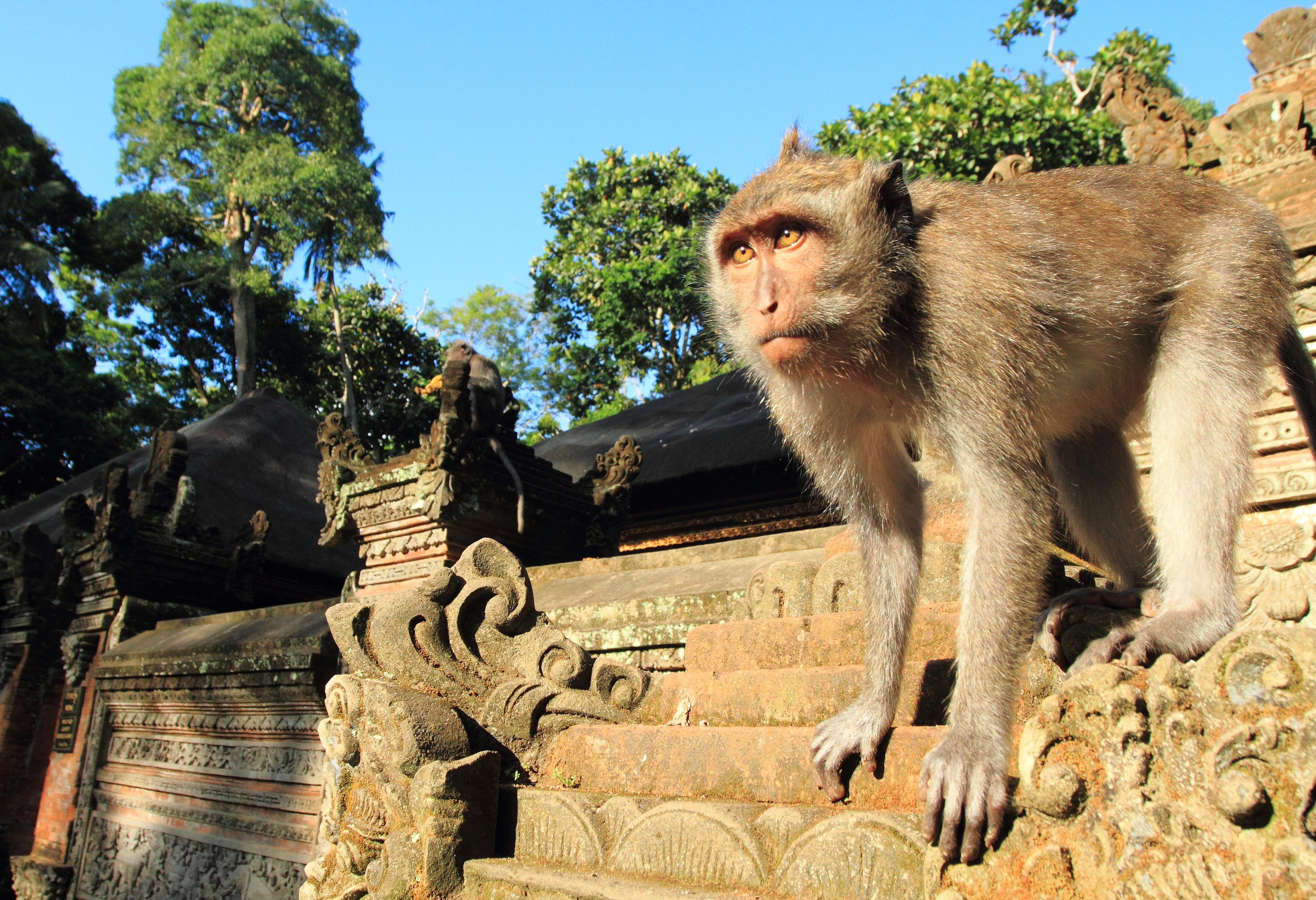 Monkey Forest in Ubud op Bali