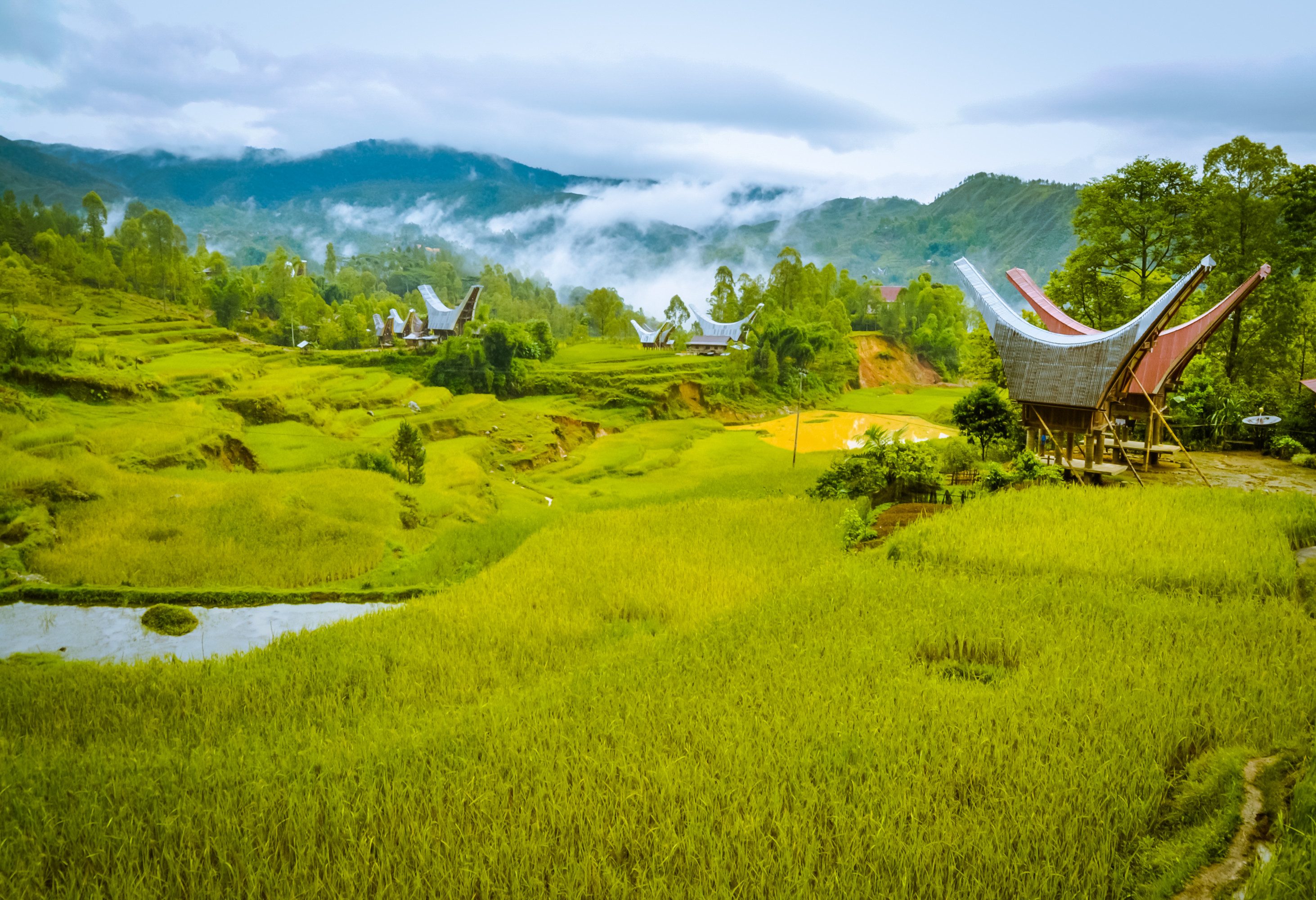 Natuur Toraja hoogland Sulawesi