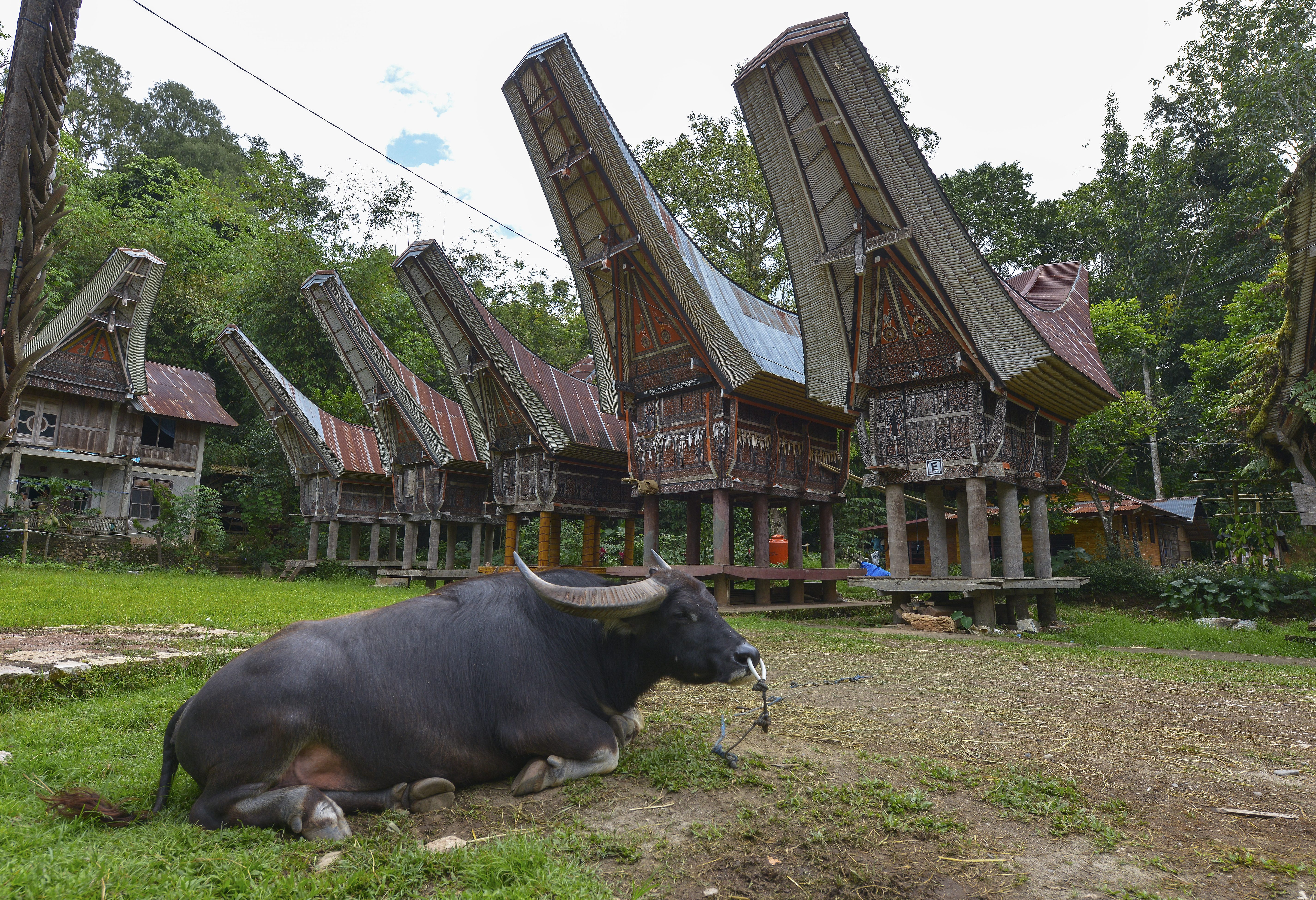 Toraja hoogland Sulawesi