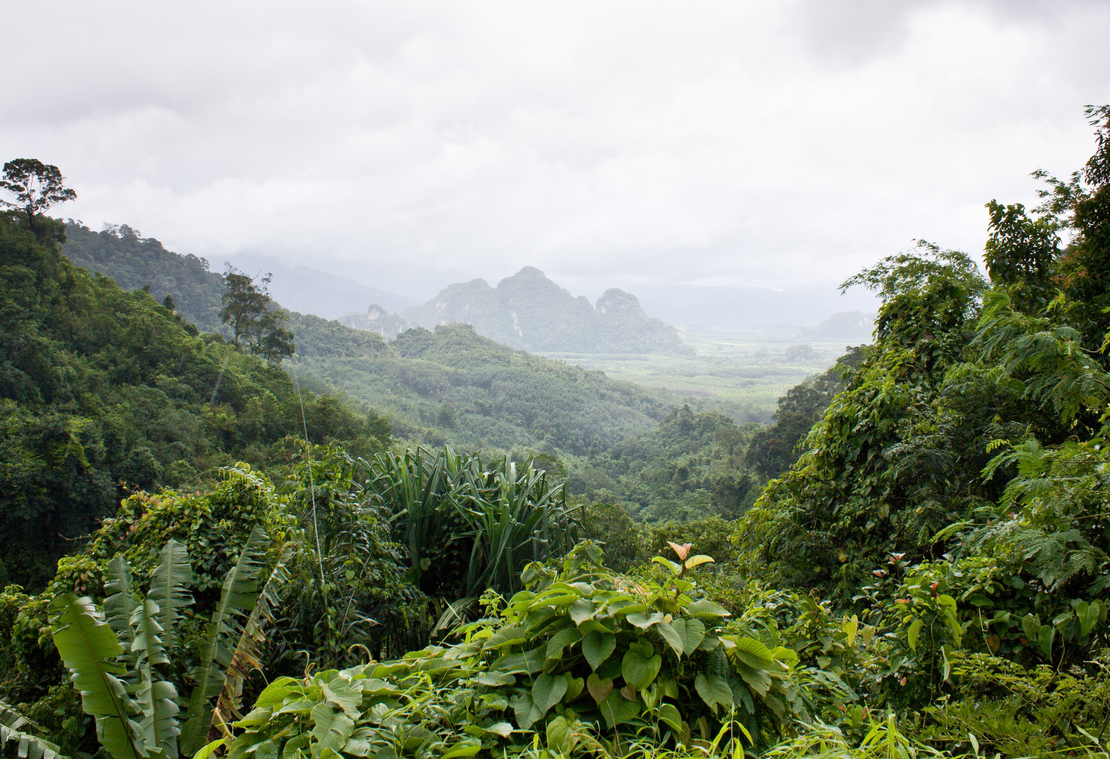 Trekking door de jungle van Khao Sok National Park in Thailand