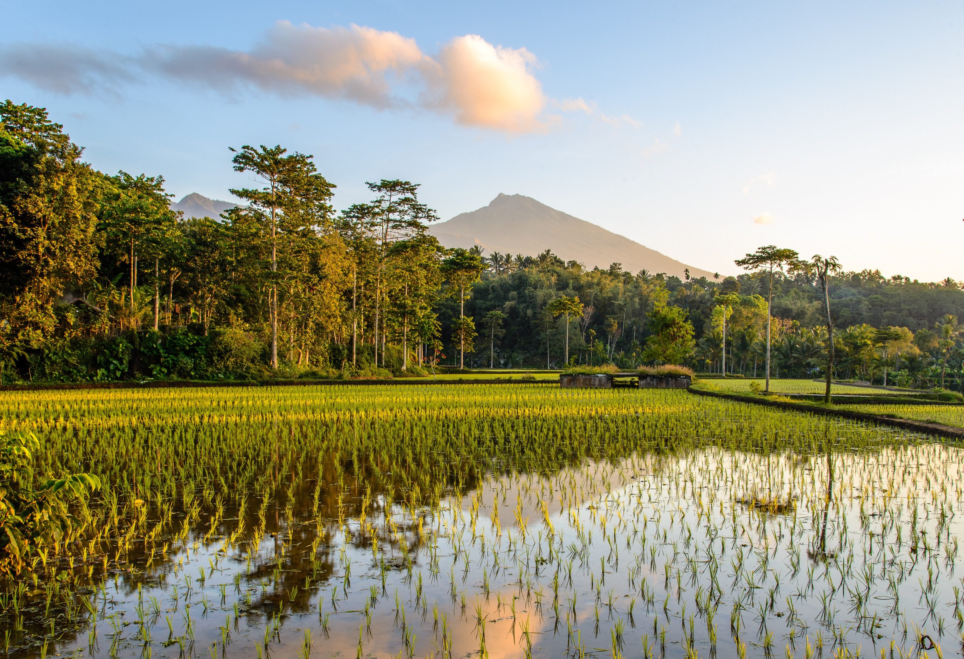 Rijstvelden en Rinjani vulkaan Lombok