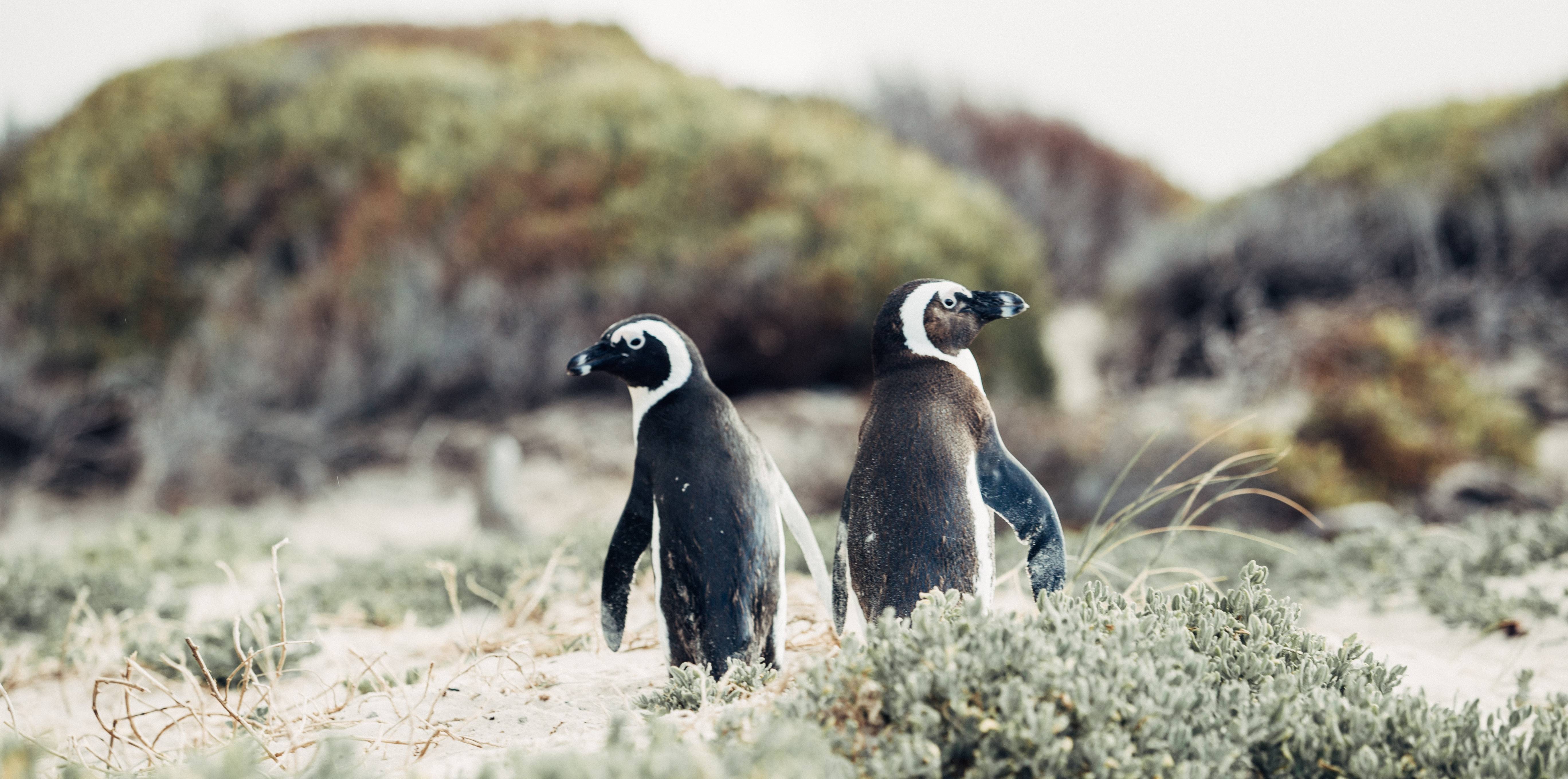 Minder dan Oogverblindend Dwang Pinguïns spotten in Zuid-Afrika - 333travel
