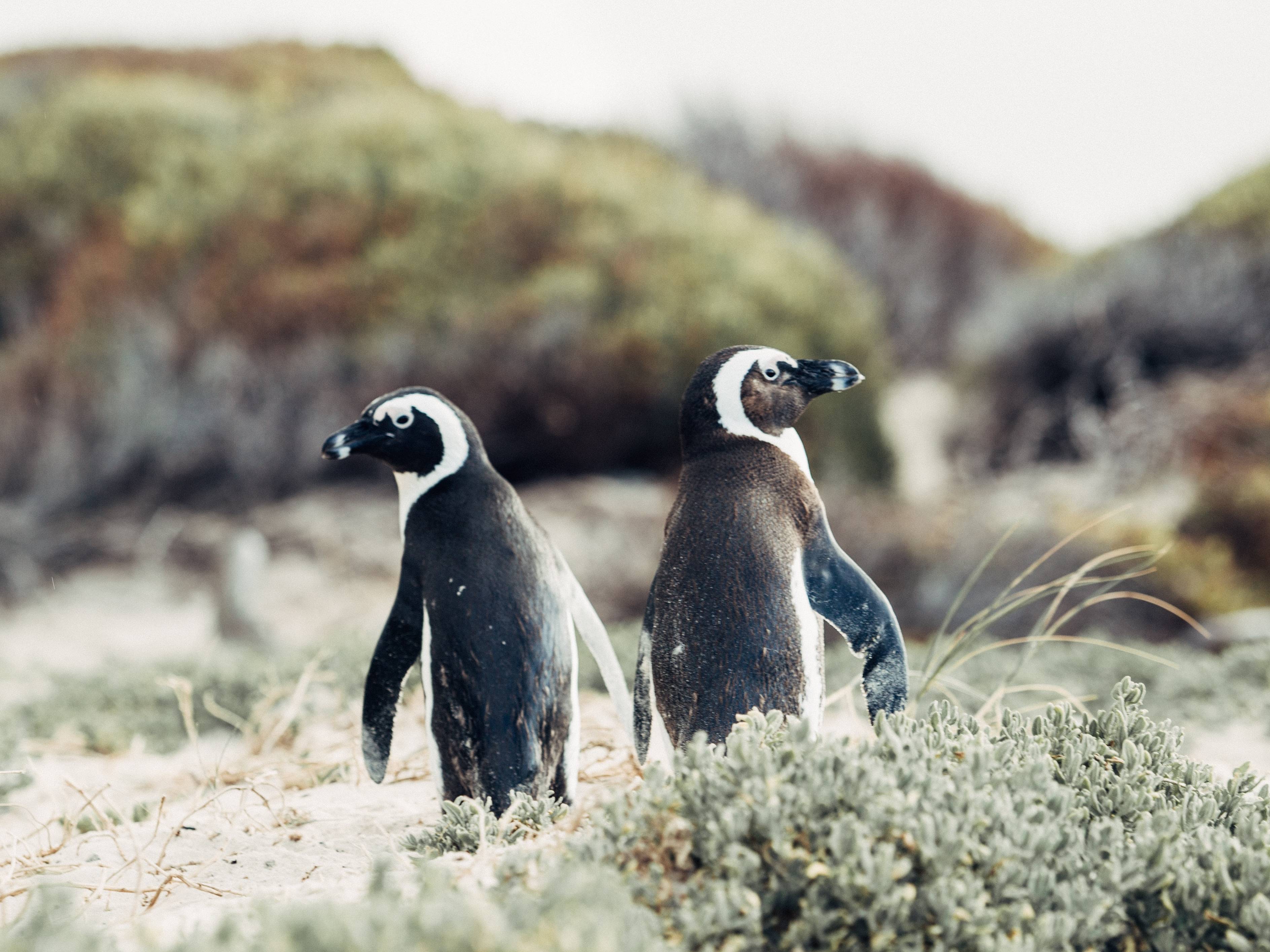 Pinguïns spotten in -