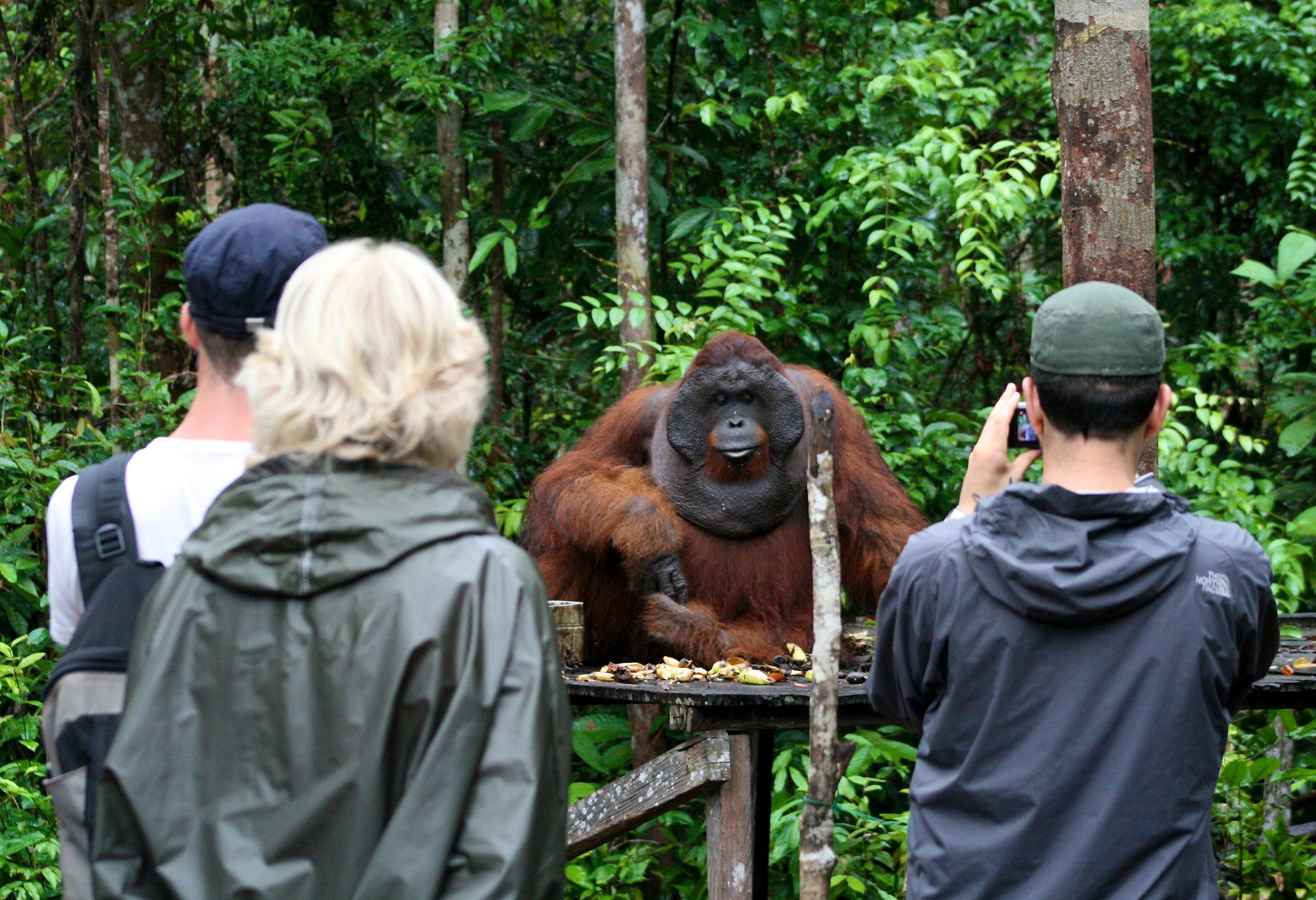 Camp Leakey Tanjung Puting National Park Kalimantan