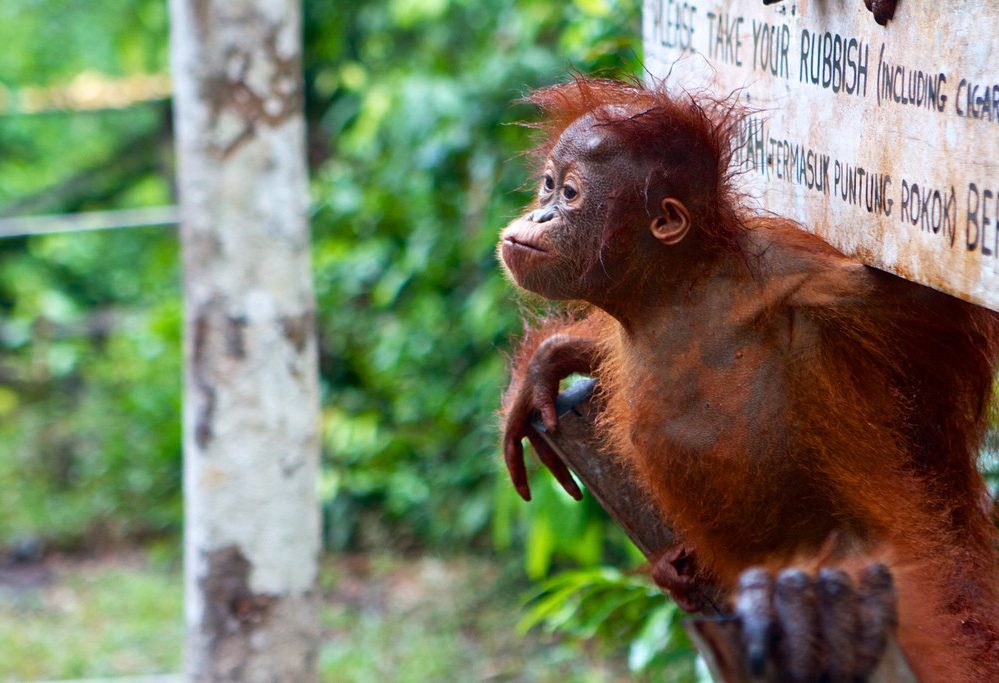 Camp Leakey Tanjung Puting National Park Kalimantan
