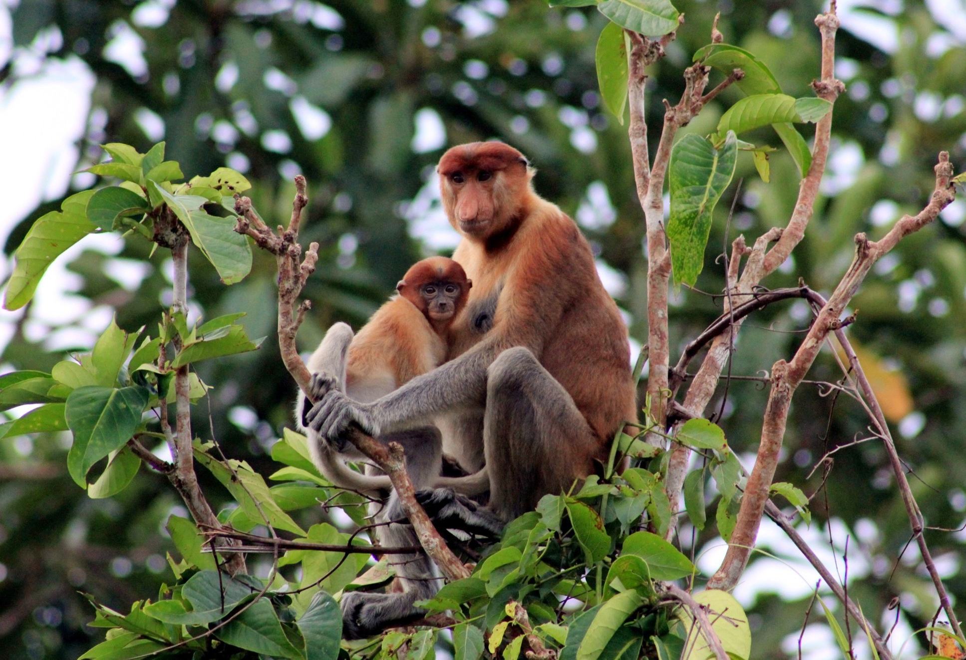 Neusapen Tanjung Puting National Park Kalimantan
