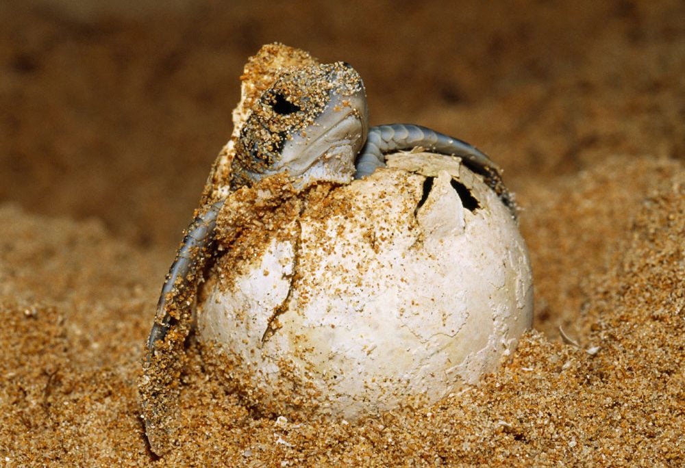 Sukamade schildpadden spotten Java