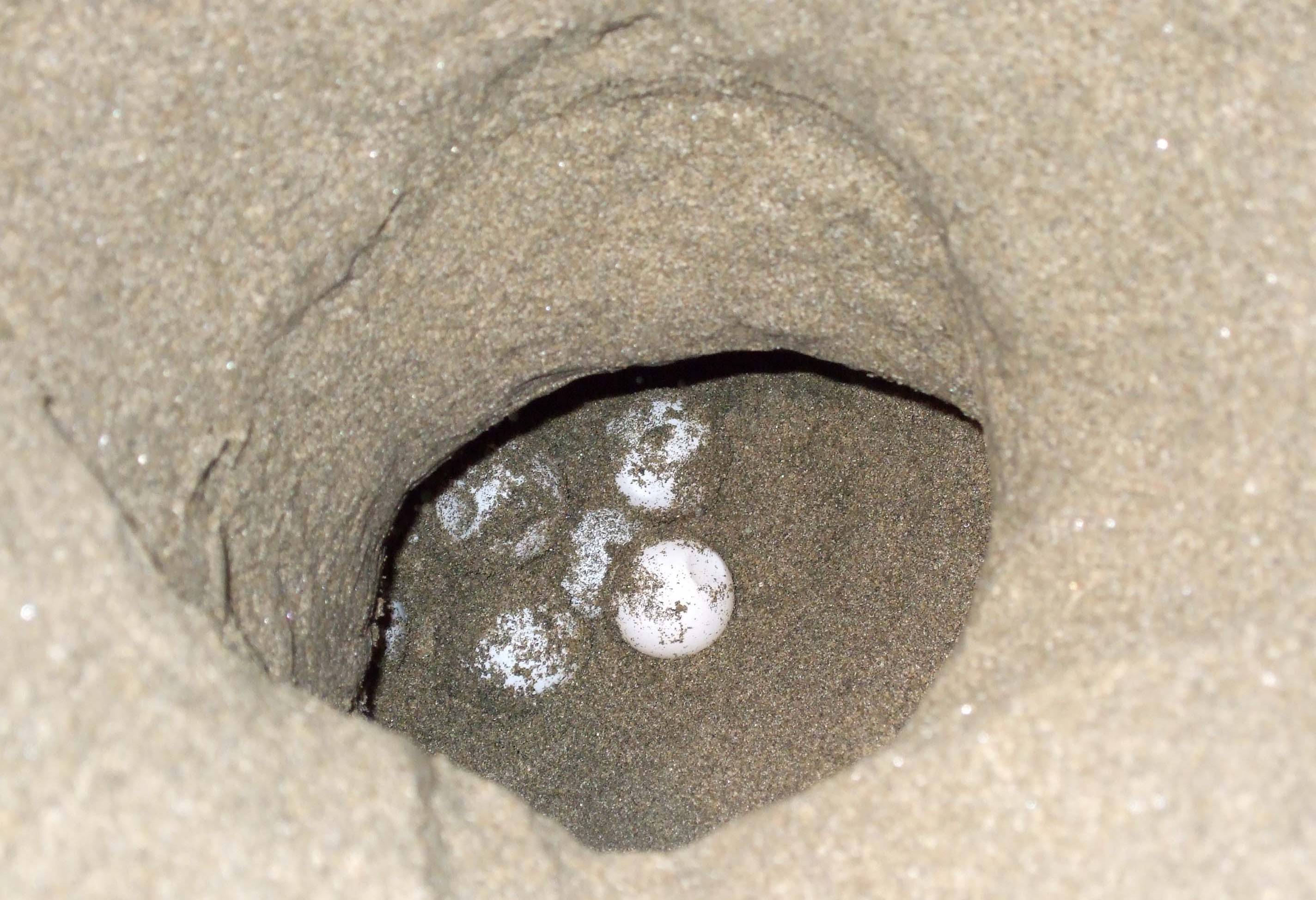 Sukamade schildpadden spotten Java