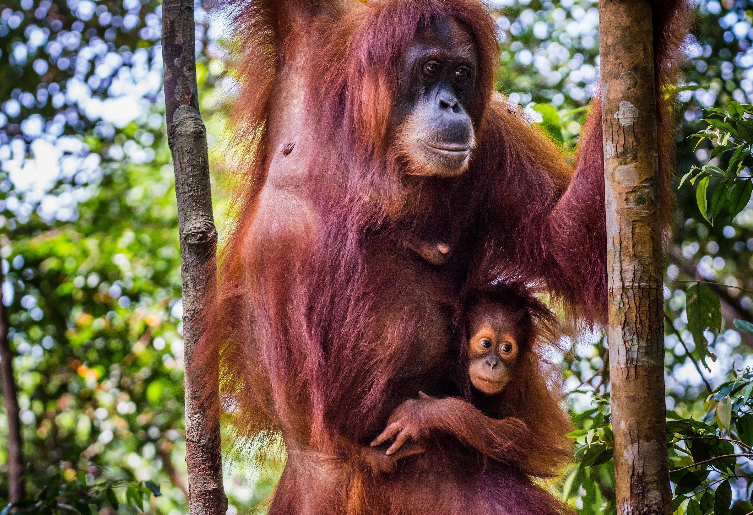 Orang-oetans Bukit Lawang Gunung Leuser Sumatra