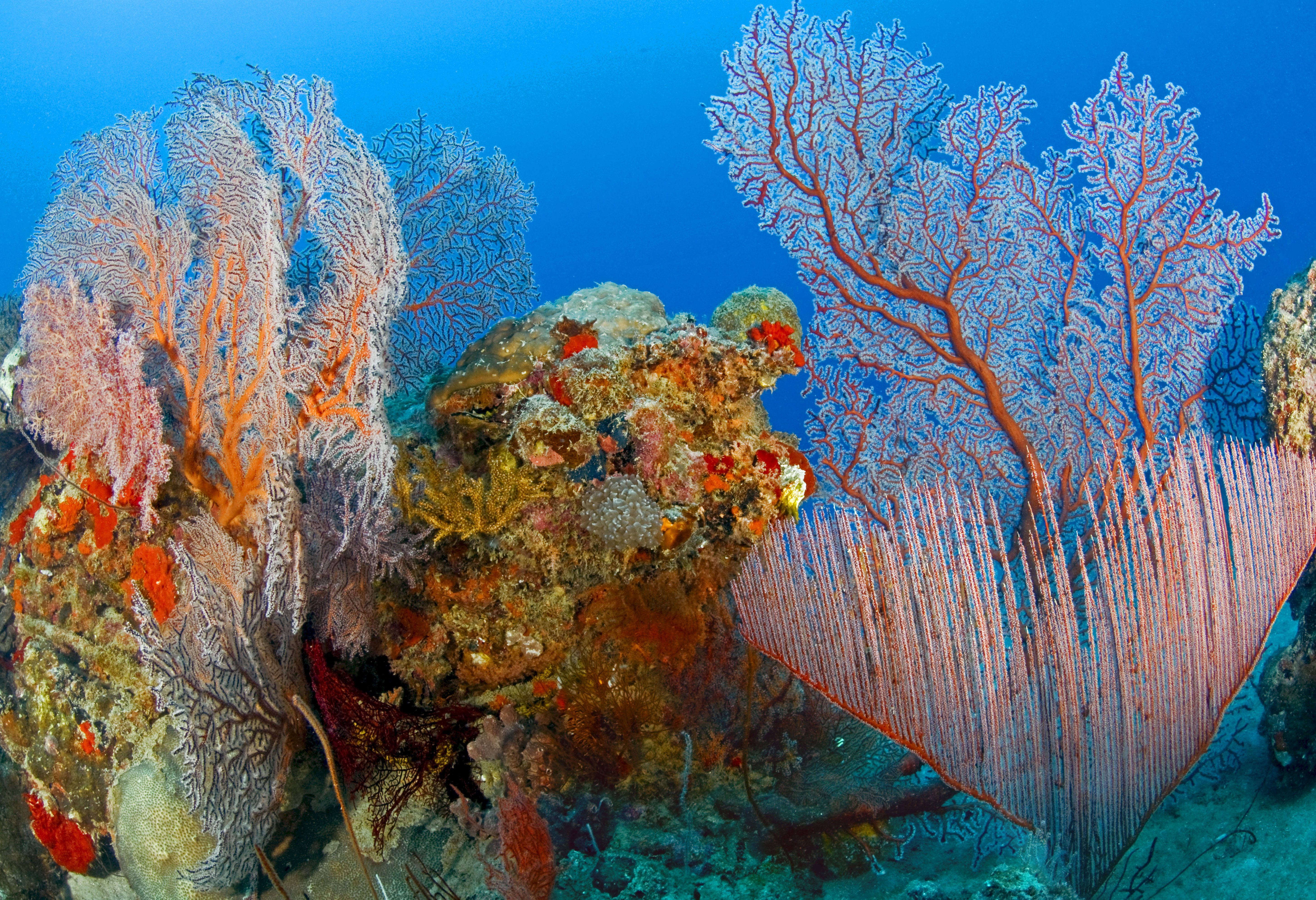 Karimunjawa Eilanden Java