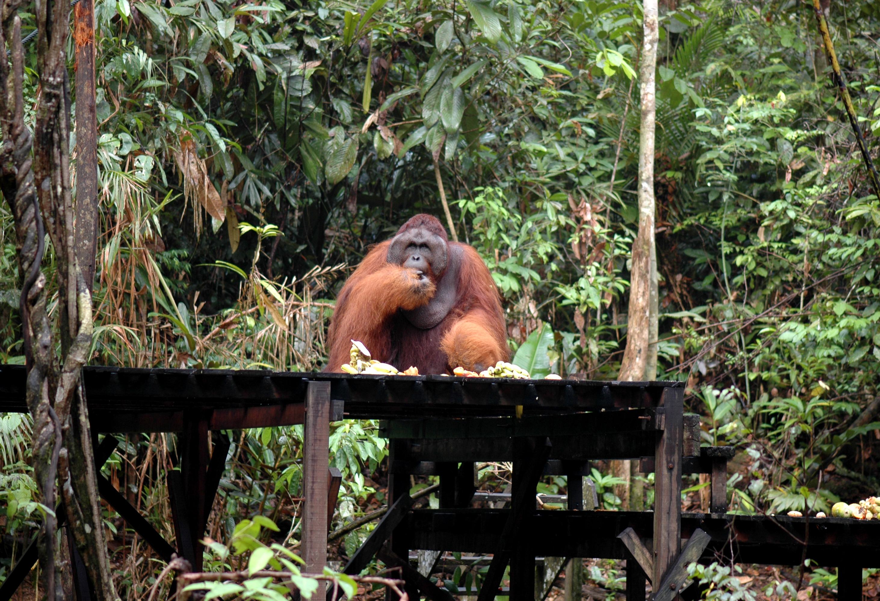 Semenggoh orang-oetan centrum Sarawak Borneo