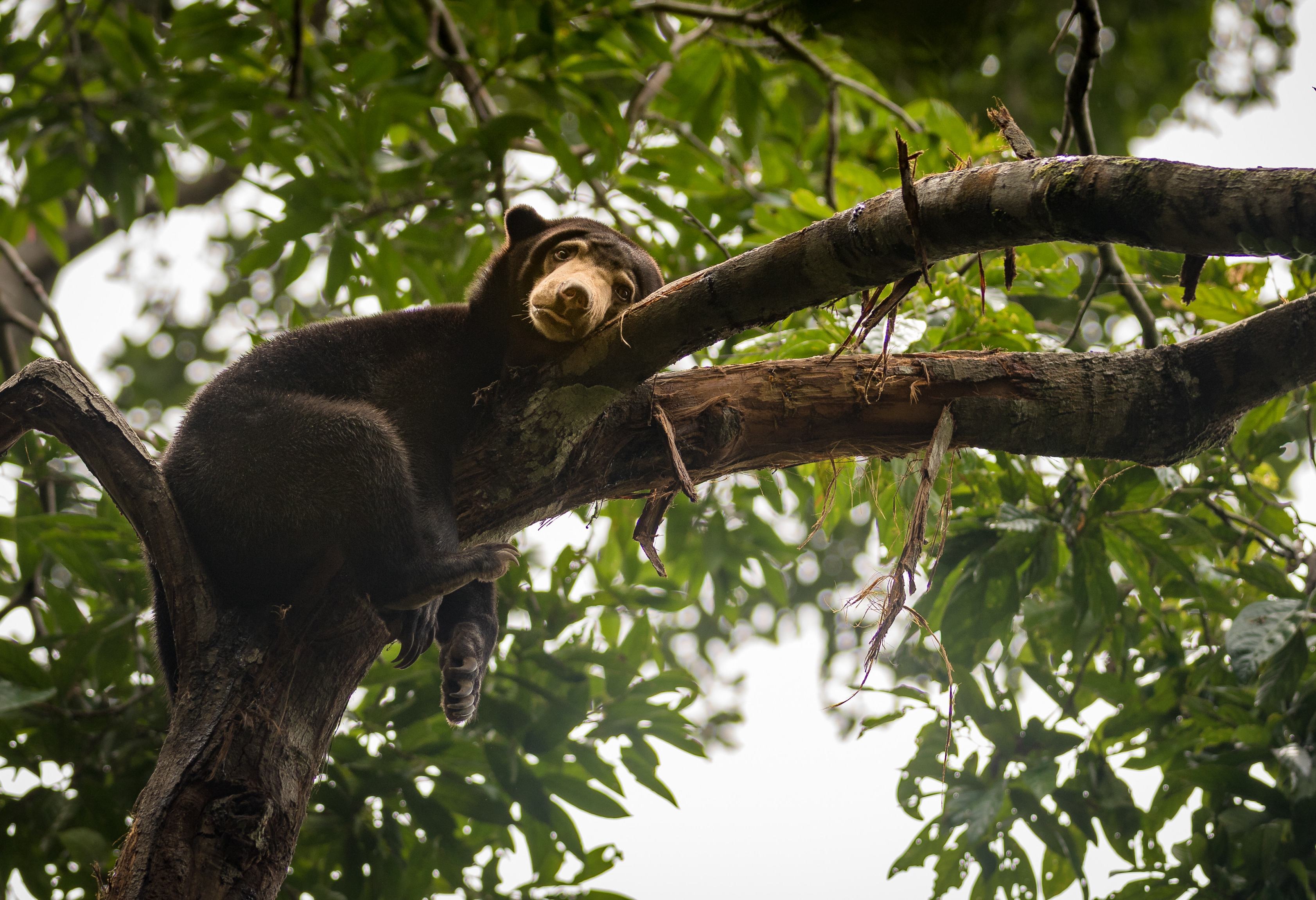 Honing beer opvangcentrum Sepilok Sabah Borneo