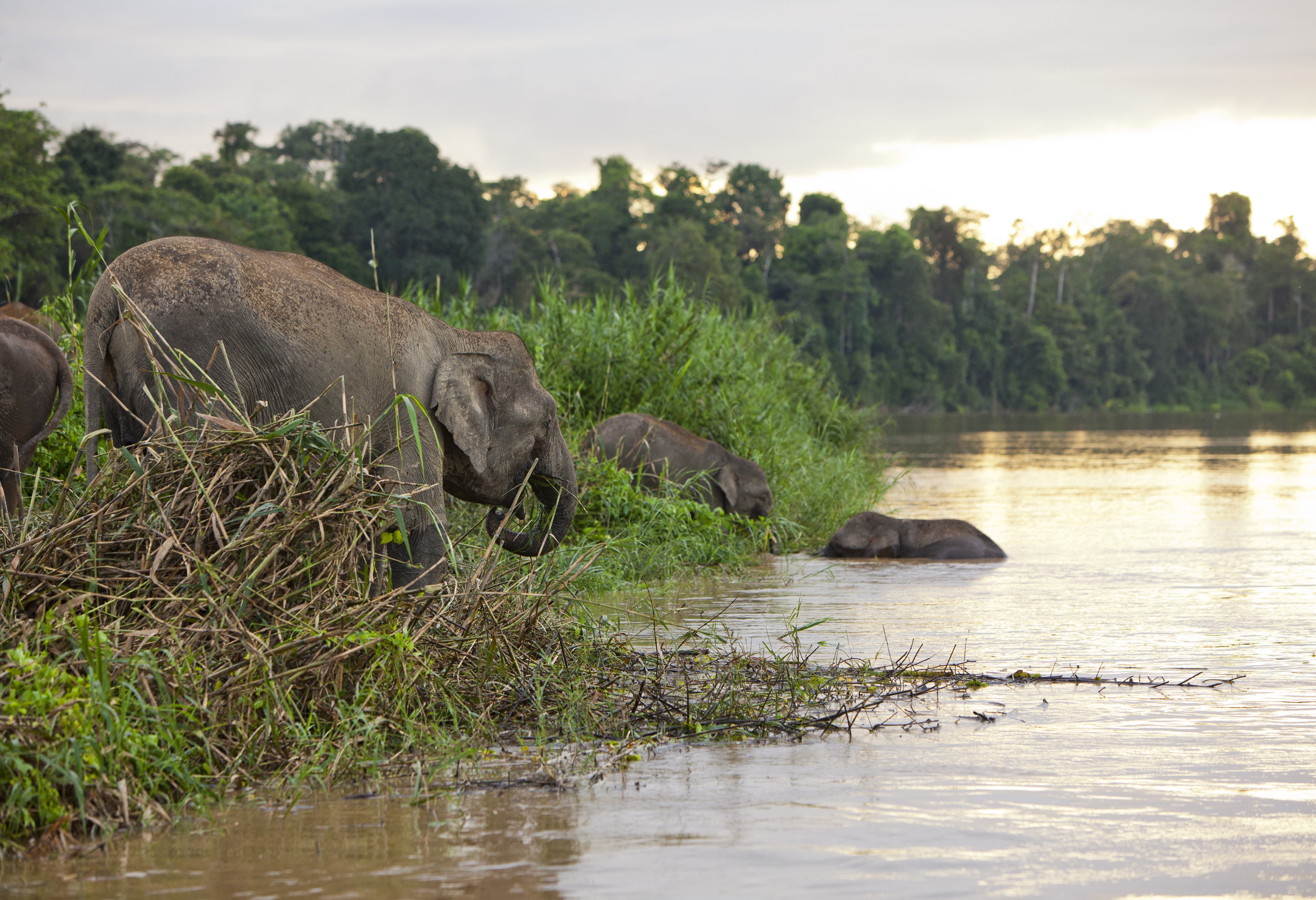Olifanten Kinabatangan Sabah Borneo