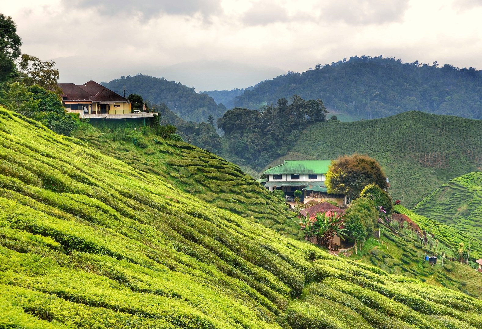 Theeplantage Cameron HIghlands