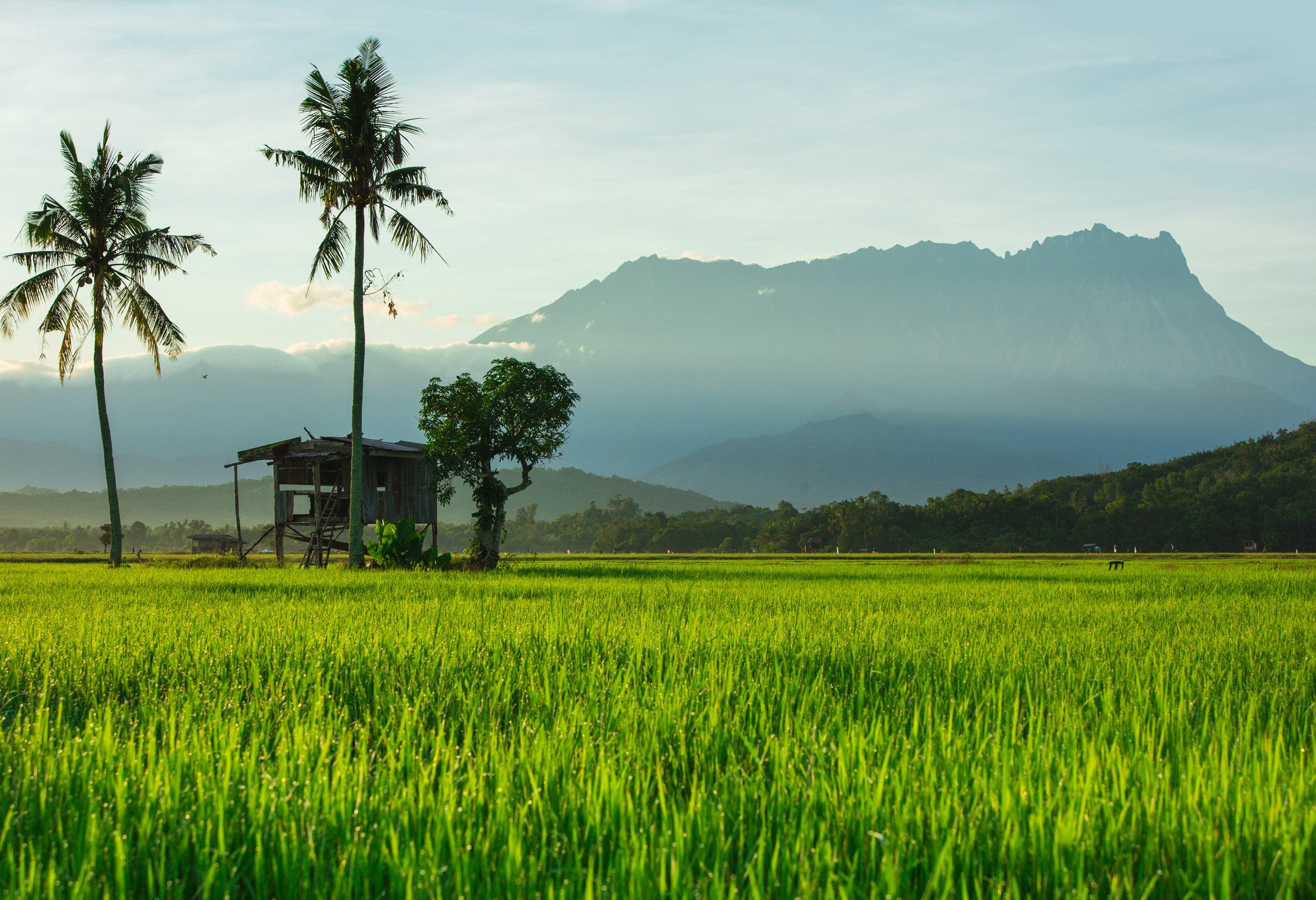 Mount Kinabalu National Park Sabah Borneo