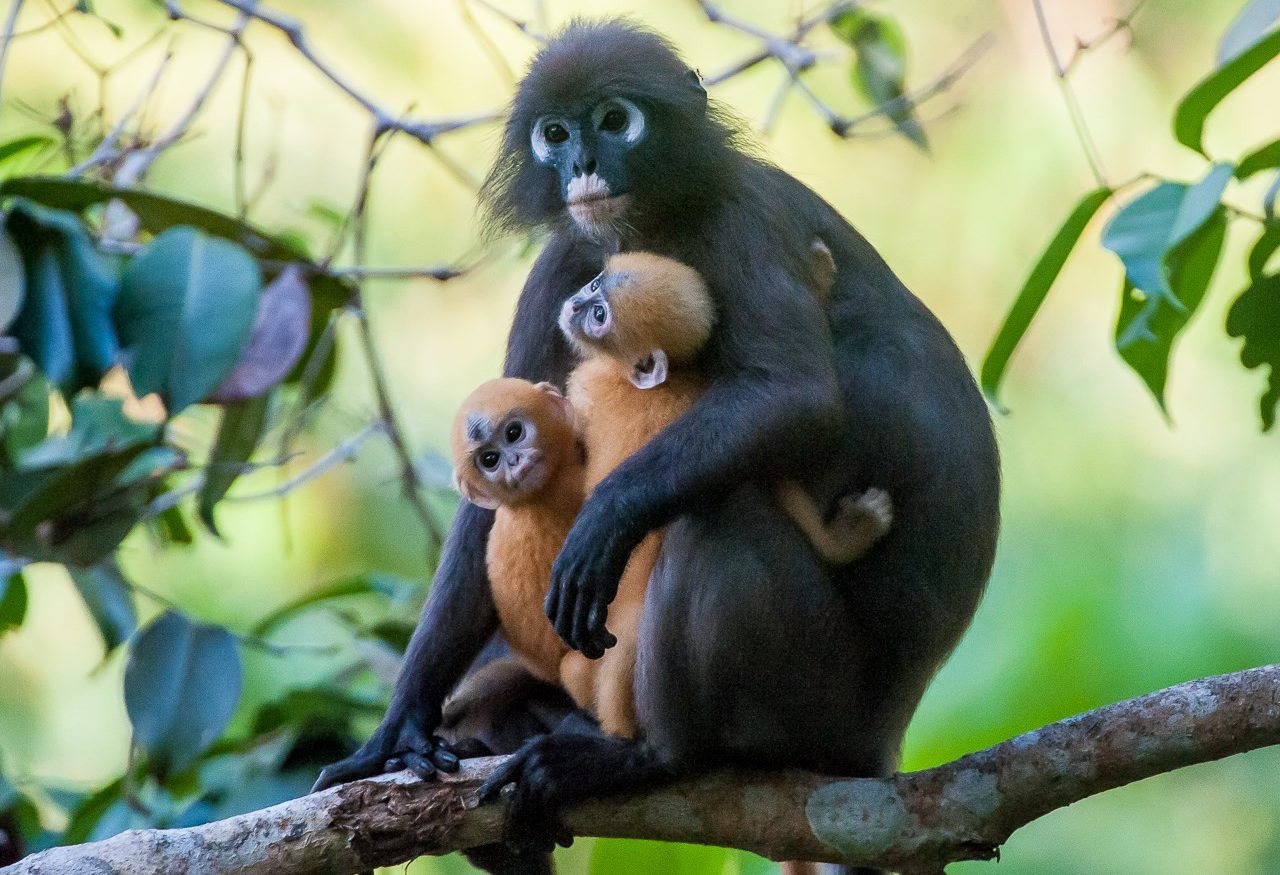 Langkawi strandvakantie Maleisië