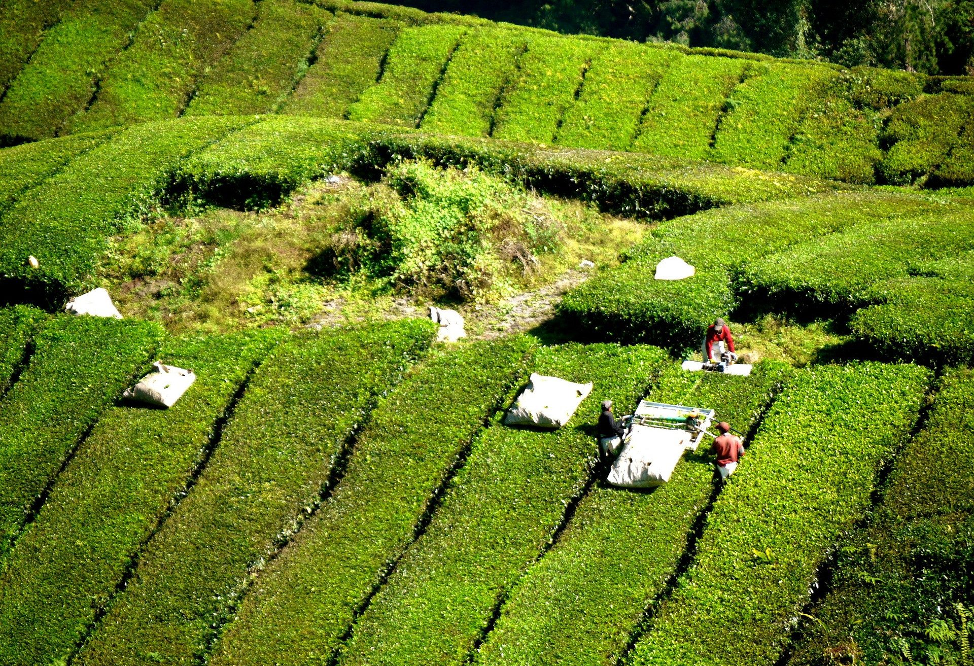 Theeplantage Cameron Highlands Maleisië