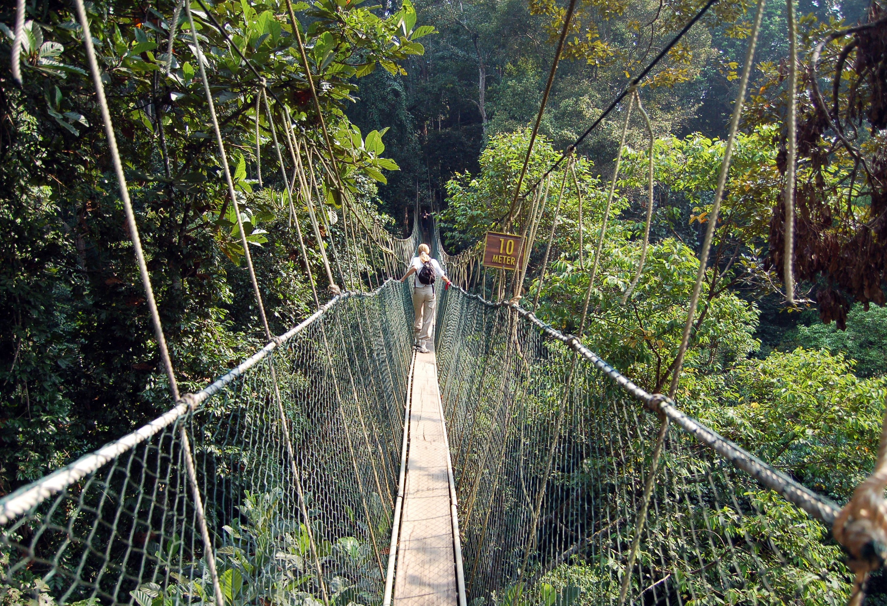 Taman Negara canopy walk Maleisië