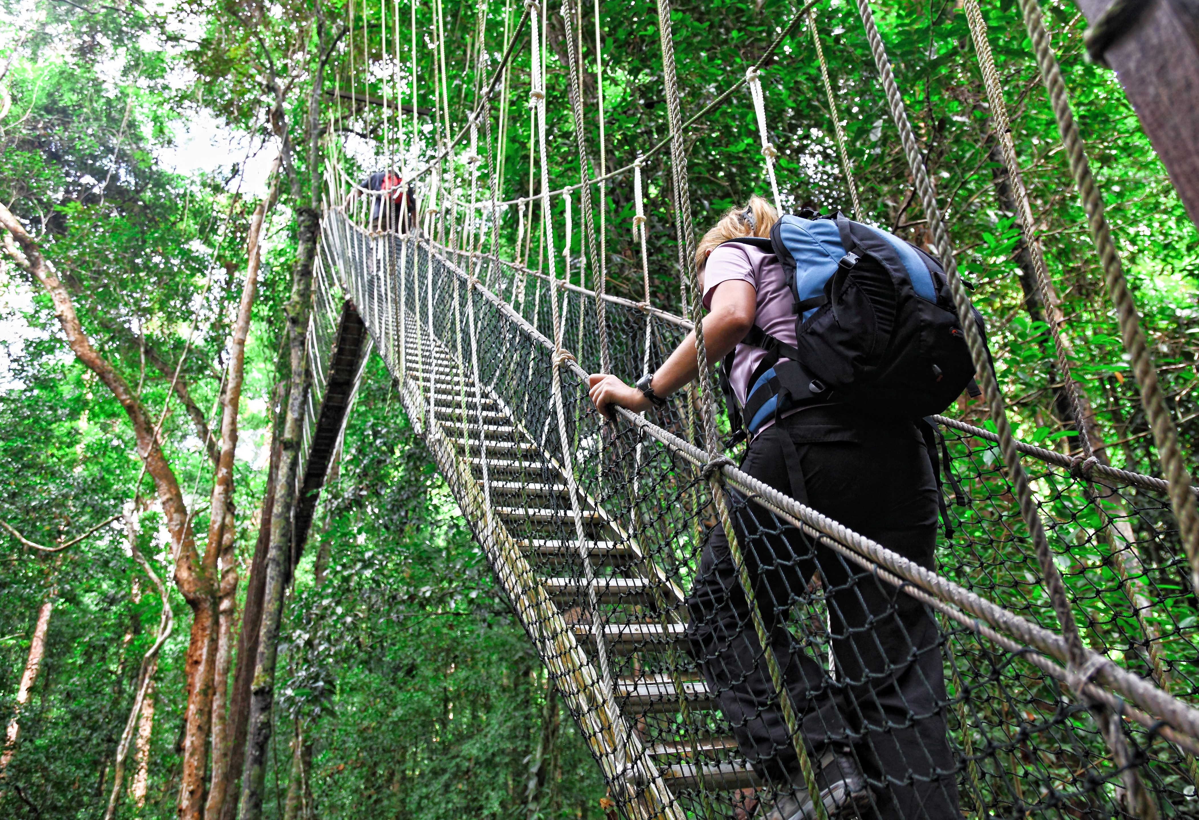 Mutiara Taman Negara Resort Maleisië canopy walk