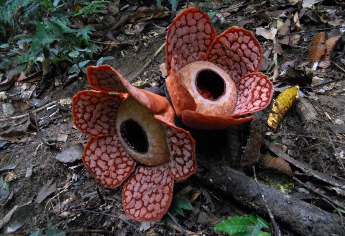 Royal Belum Nature Reserve Maleisië rafflesia