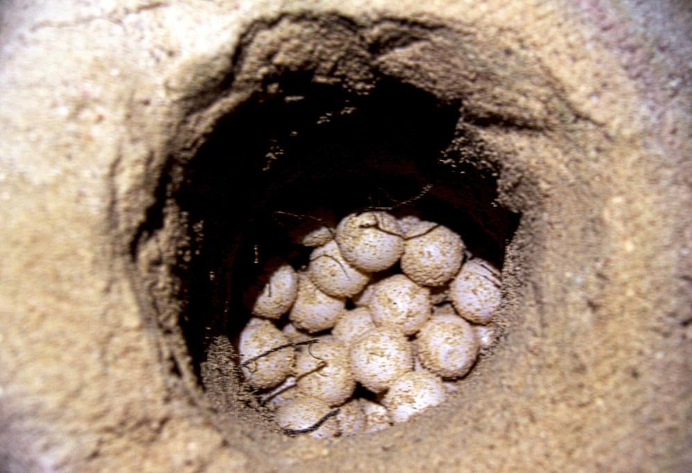 Selingan Turtle Island Sabah Borneo