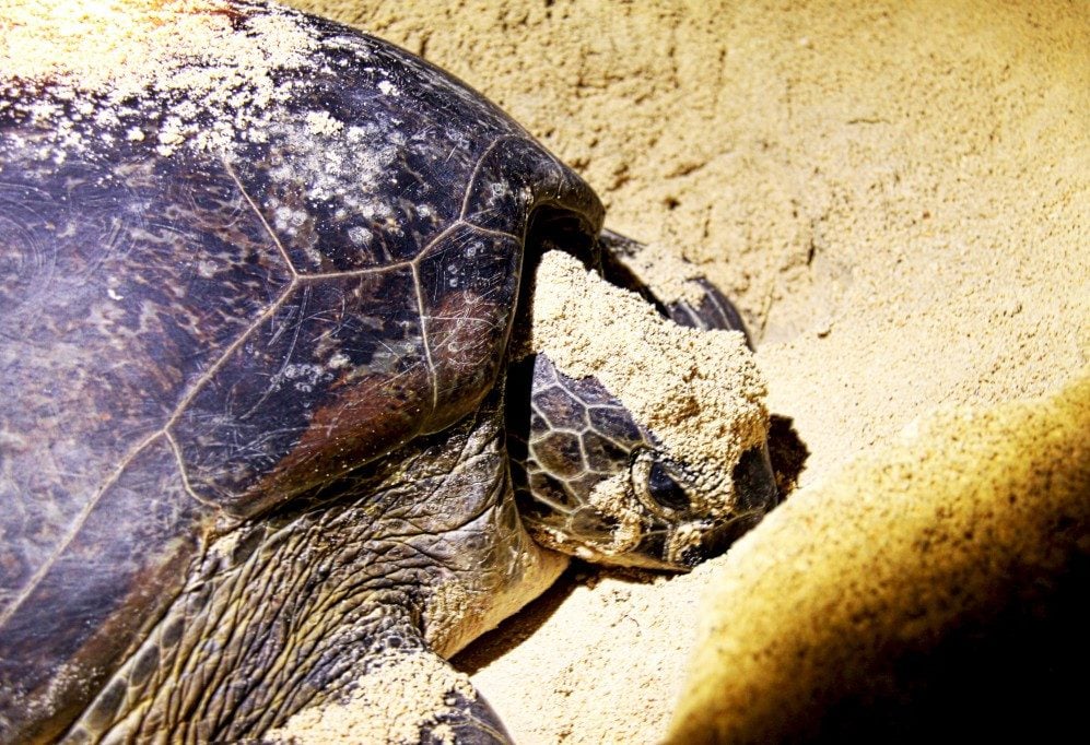 Selingan Turtle Island Sabah Borneo