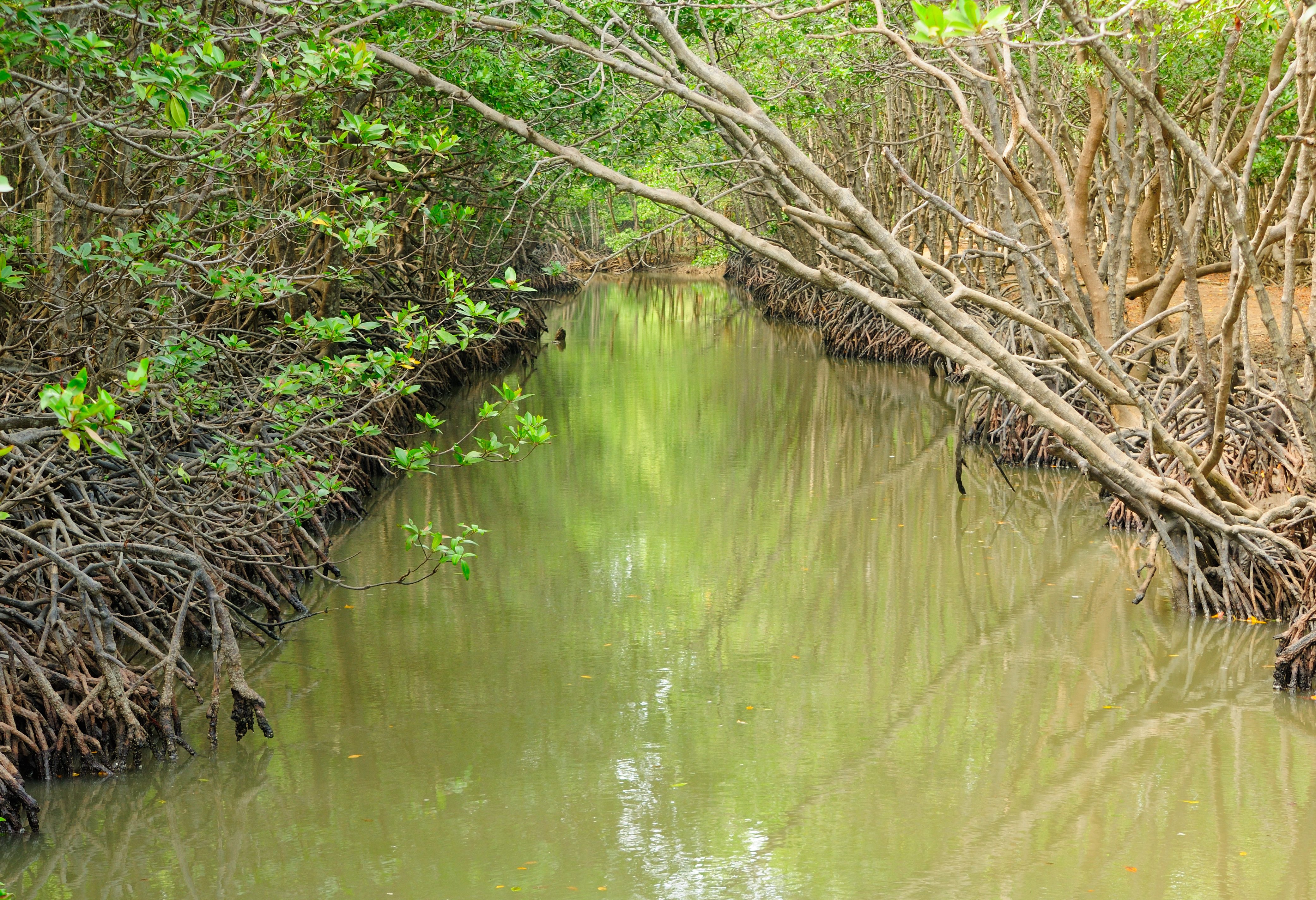Can Gio mangrovebos in de regio Ho Chi Minh Stad in Vietnam