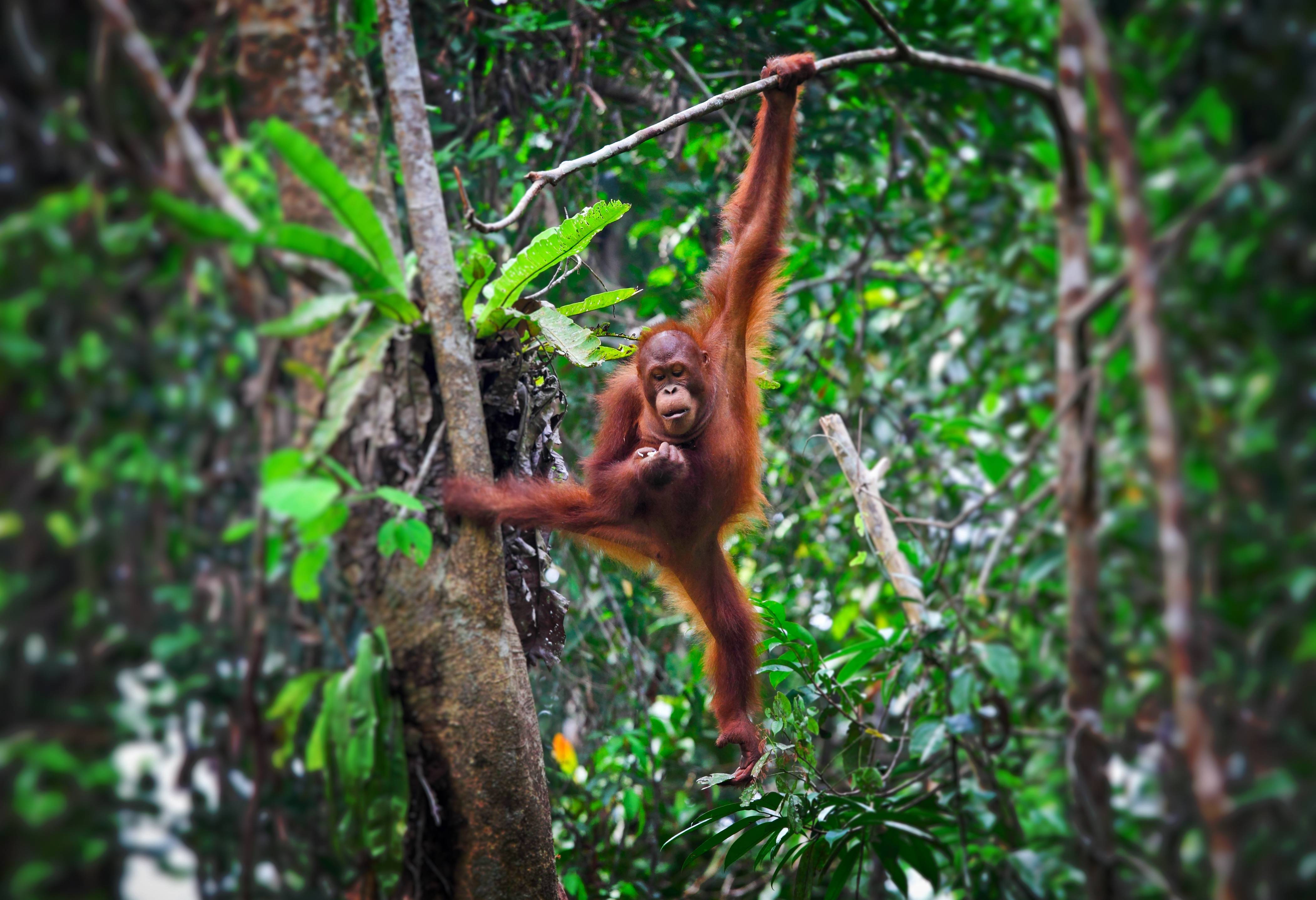 Orang-oetan Sepilok Sabah Borneo