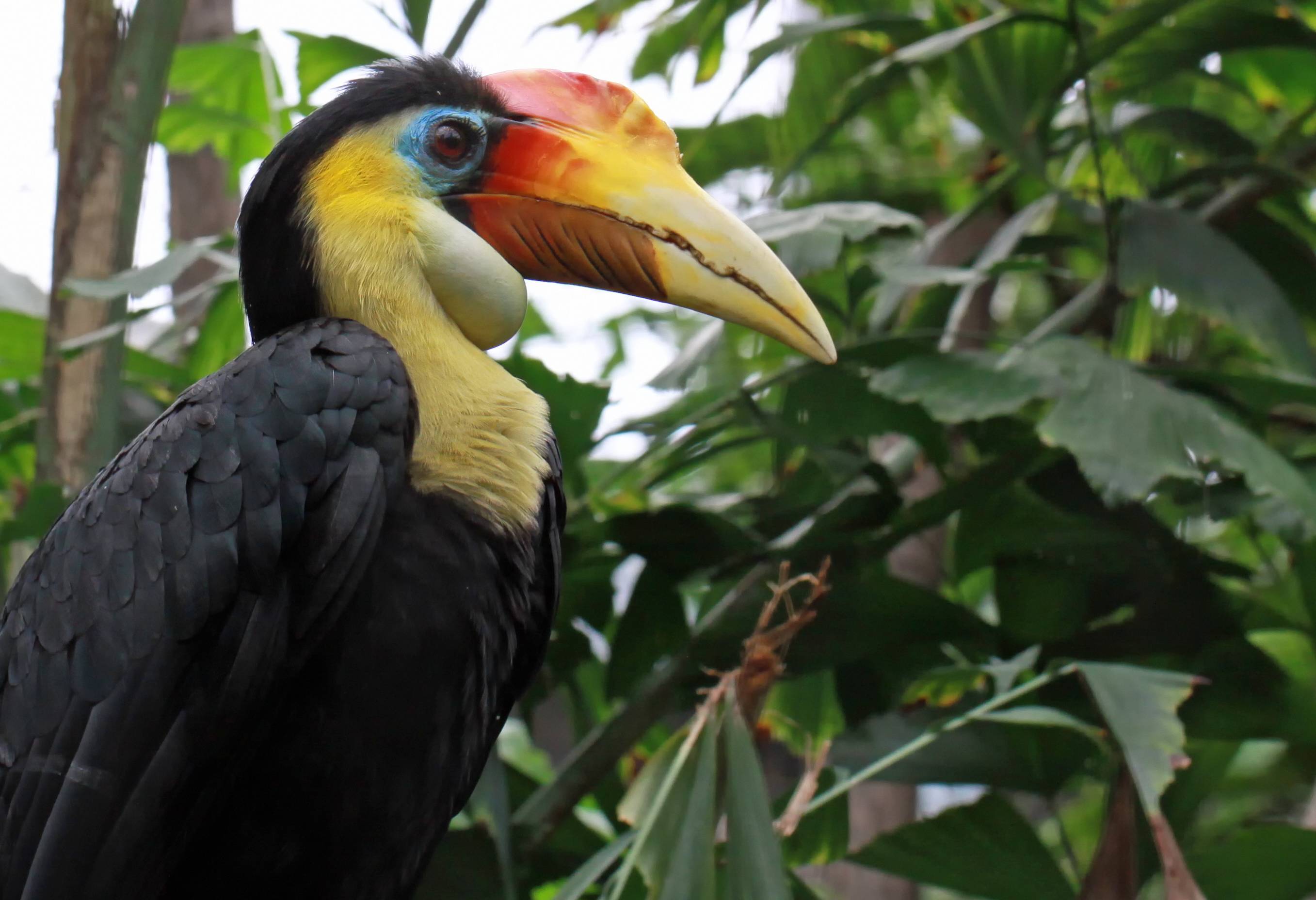 Tabin Wildlife Reserve neushoornvogel