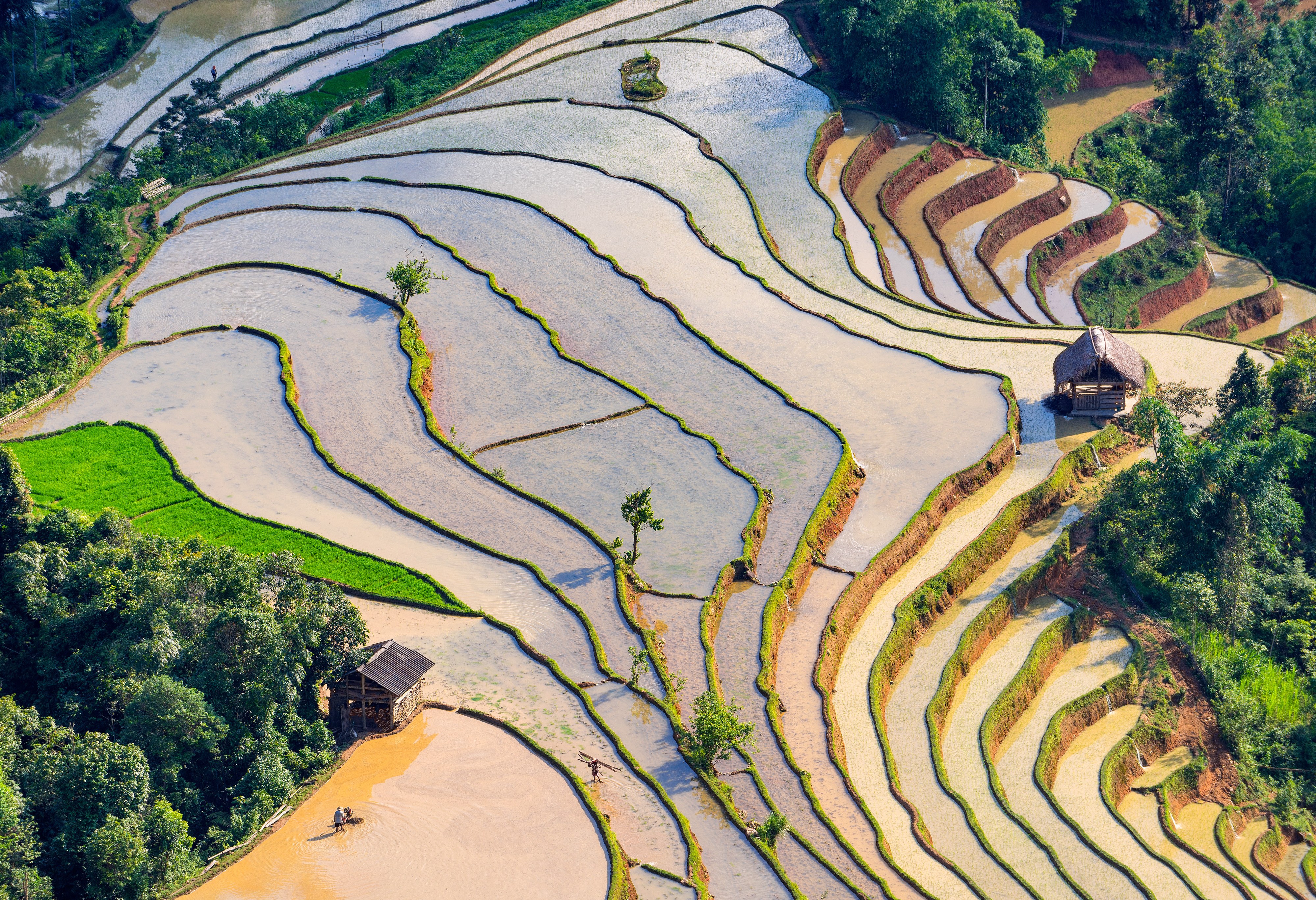 Hoang Su Phi rijstterrassen in de regio Ha Giang in Vietnam