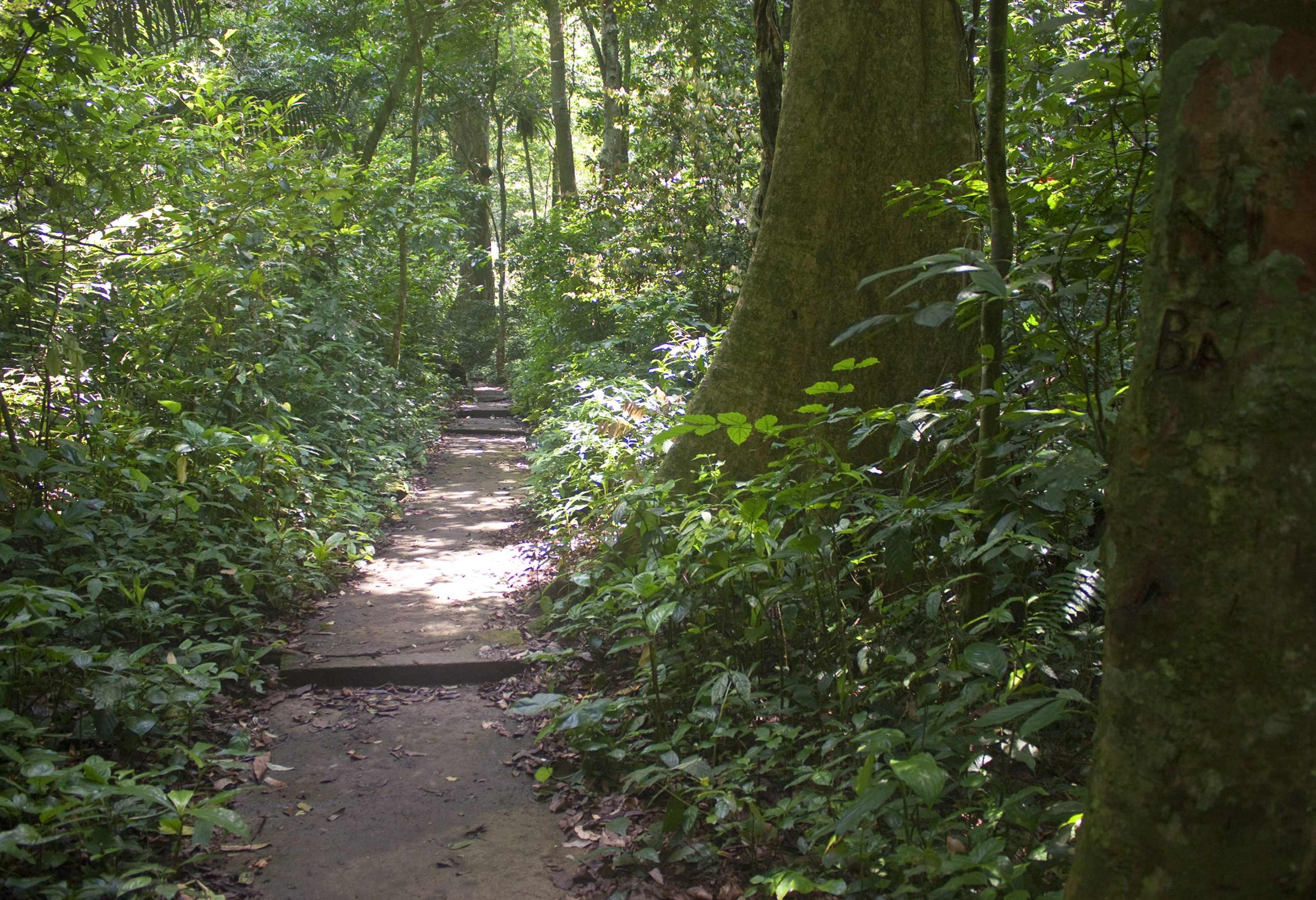 Pad door de jungle van Cuc Phuong National Park in Vietnam