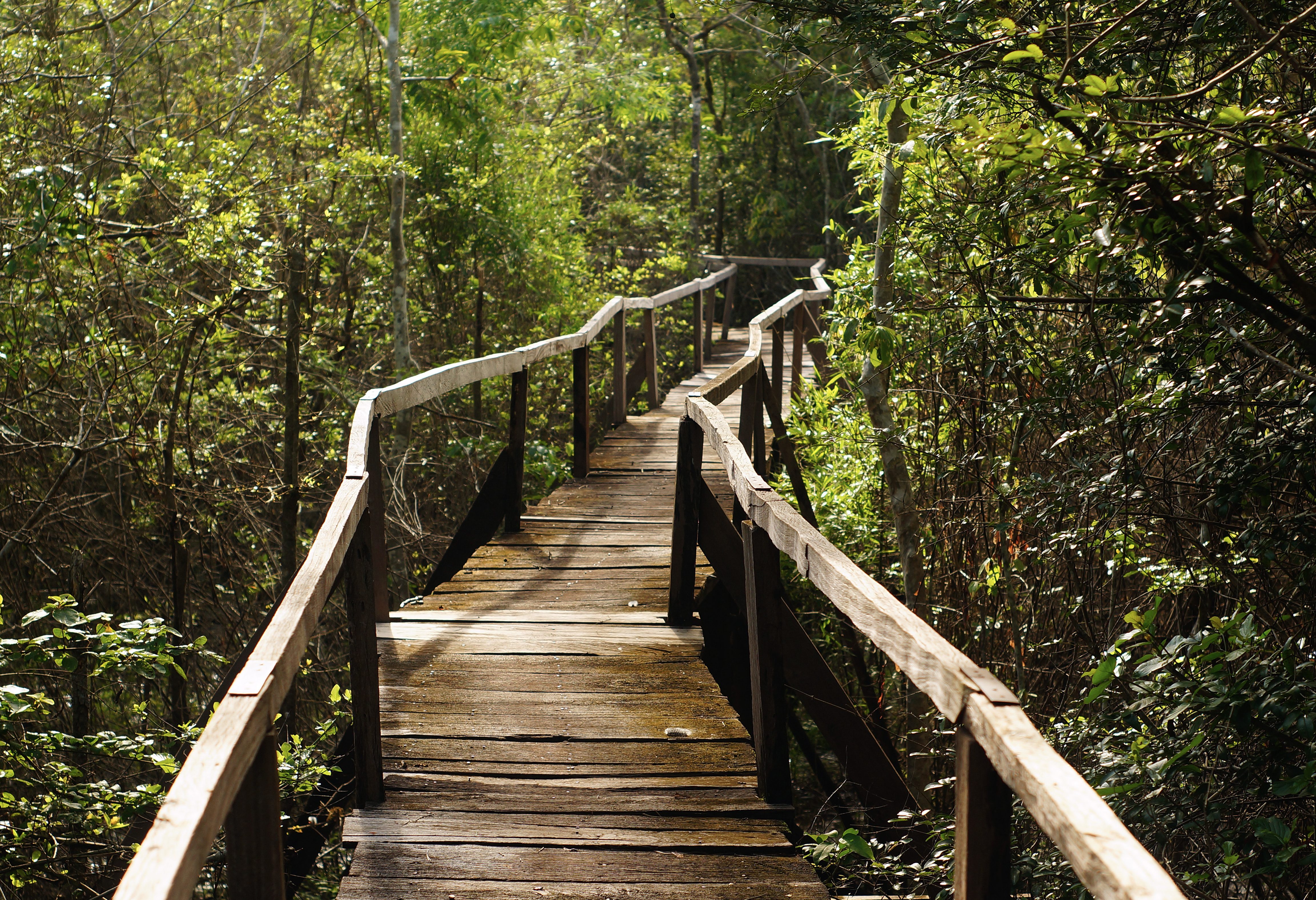 Boardwalk in Cat Tien National Park in Vietnam