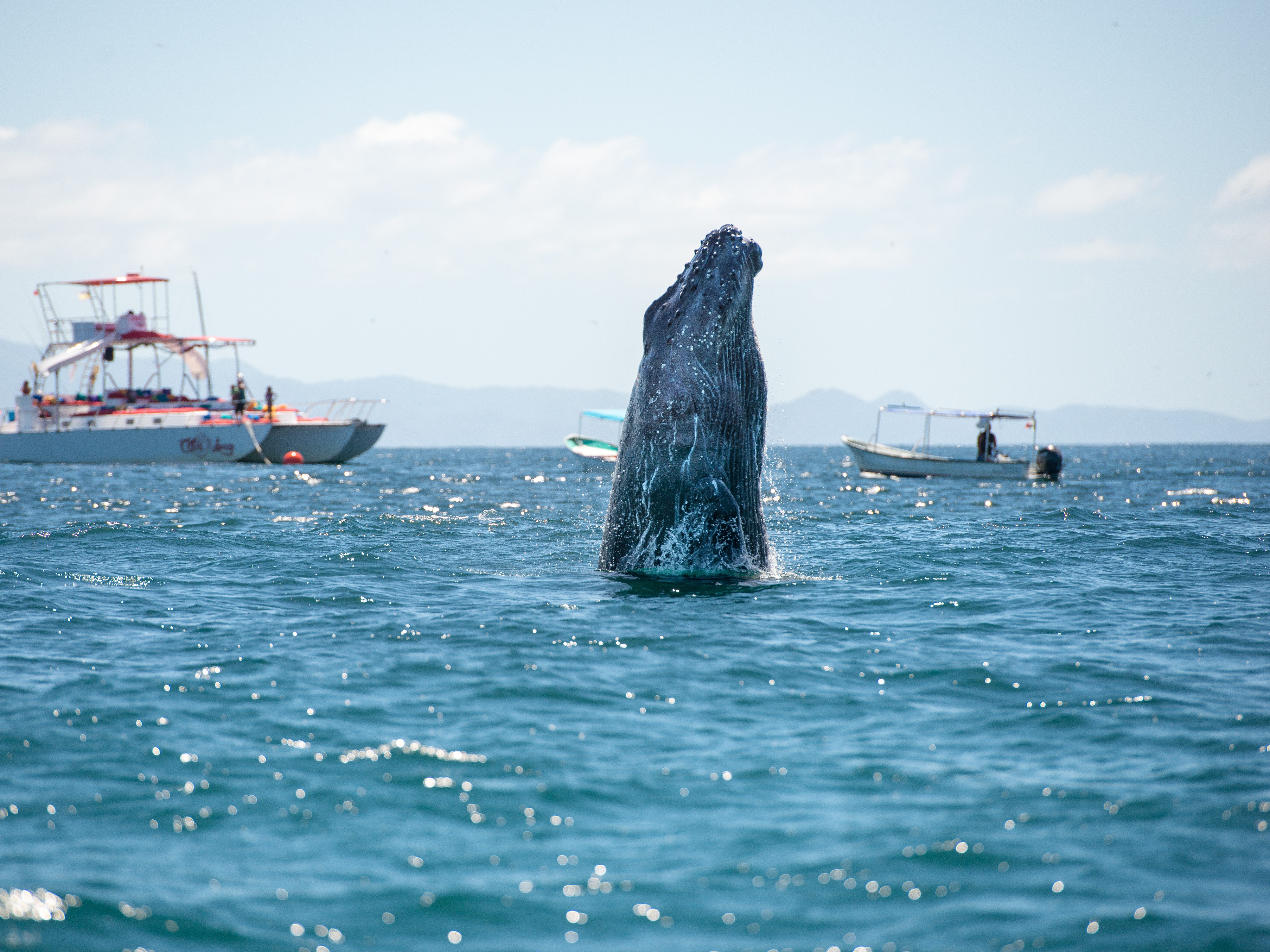whale watching op vancouver island