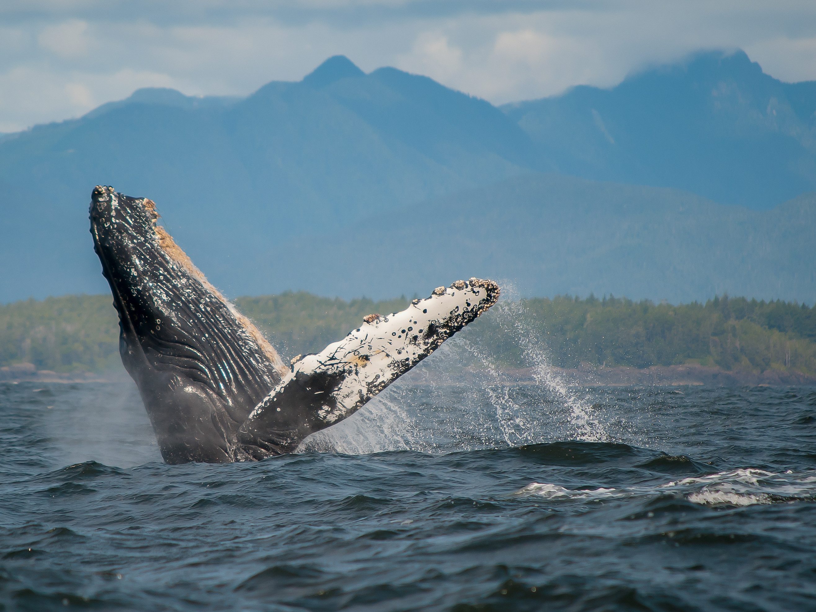 whale watching op vancouver island