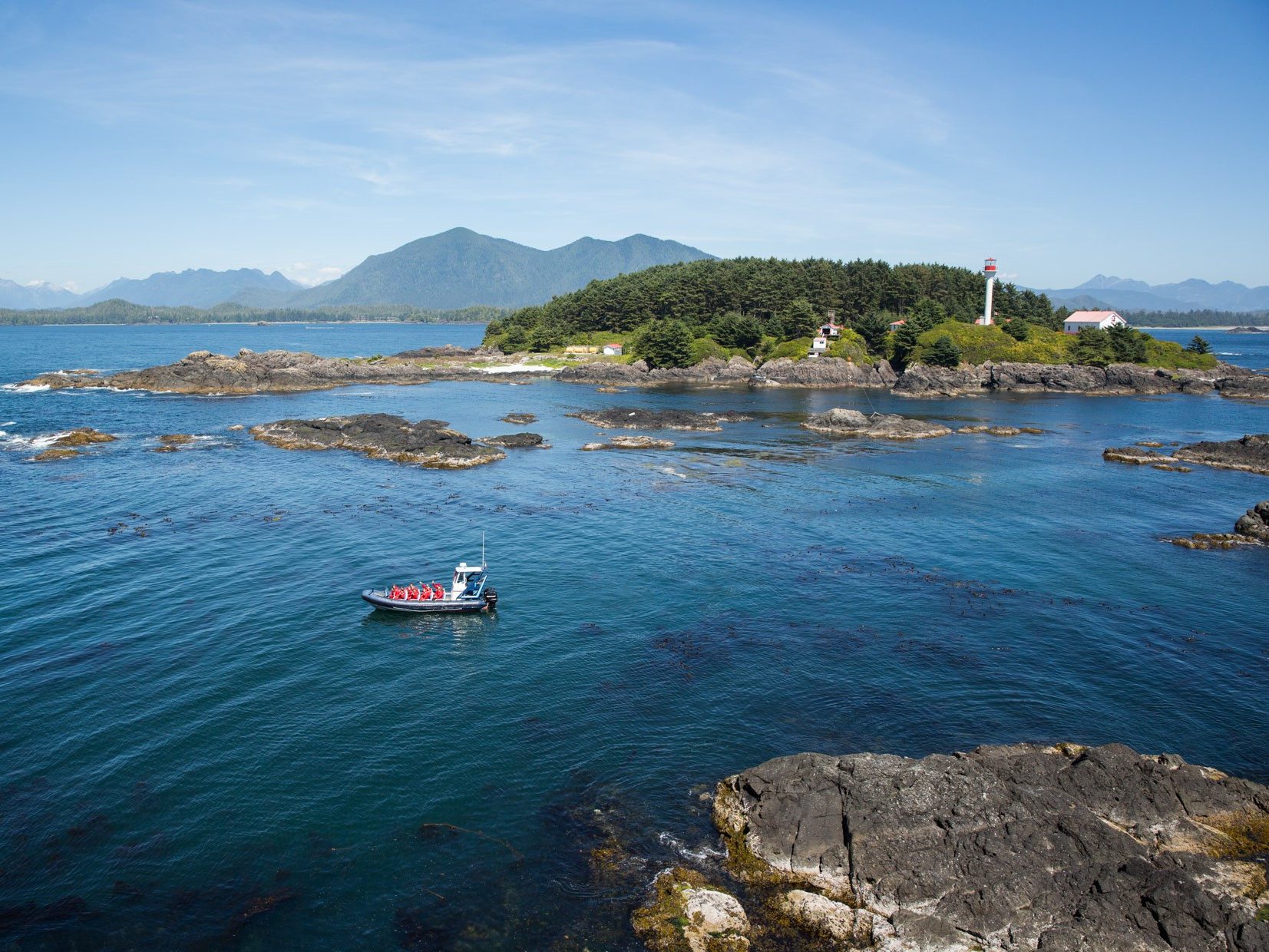 whale watching op vancouver island