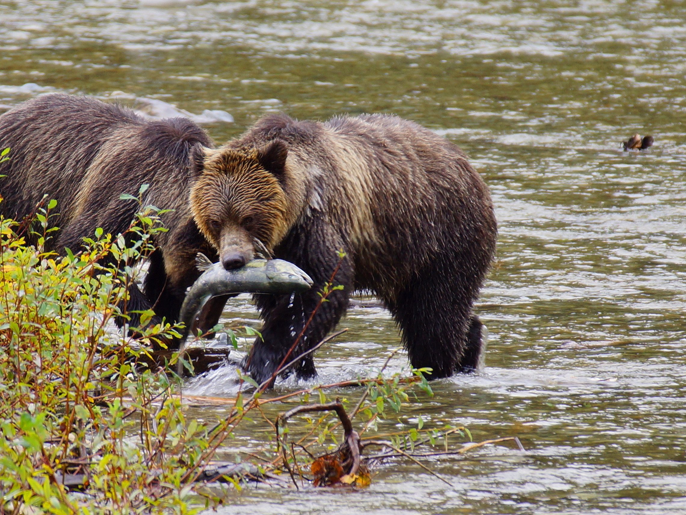 dieren op vancouver-island