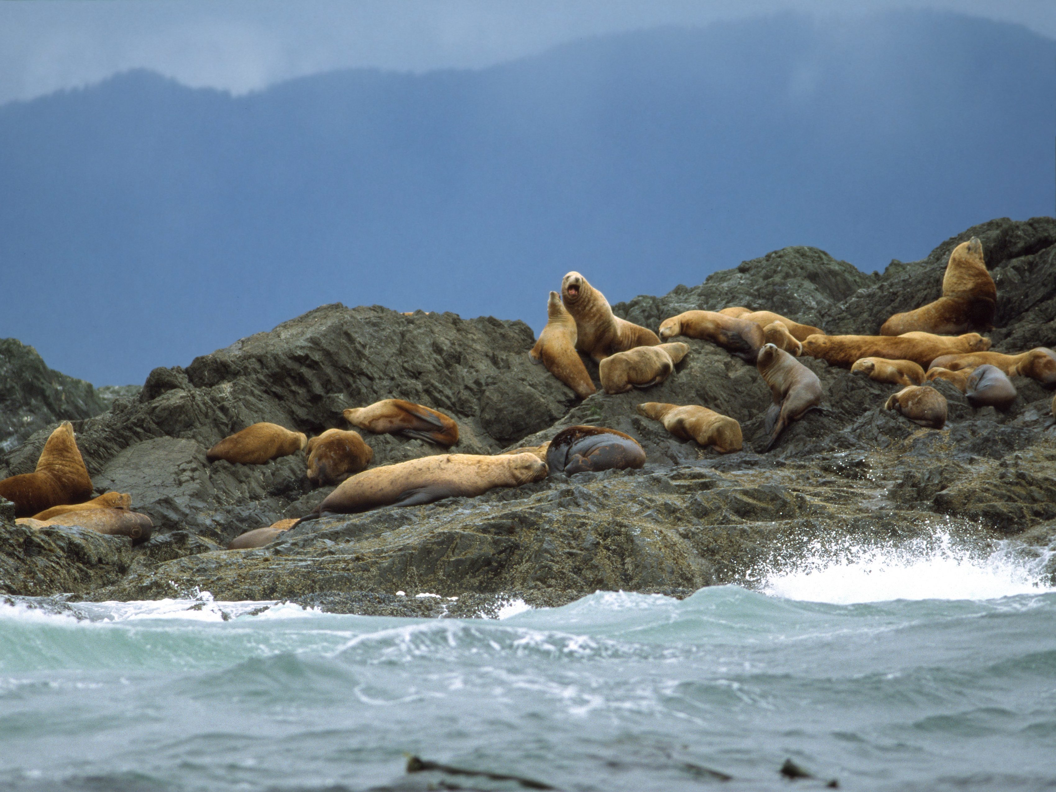 zeeleeuwen op vancouver-island