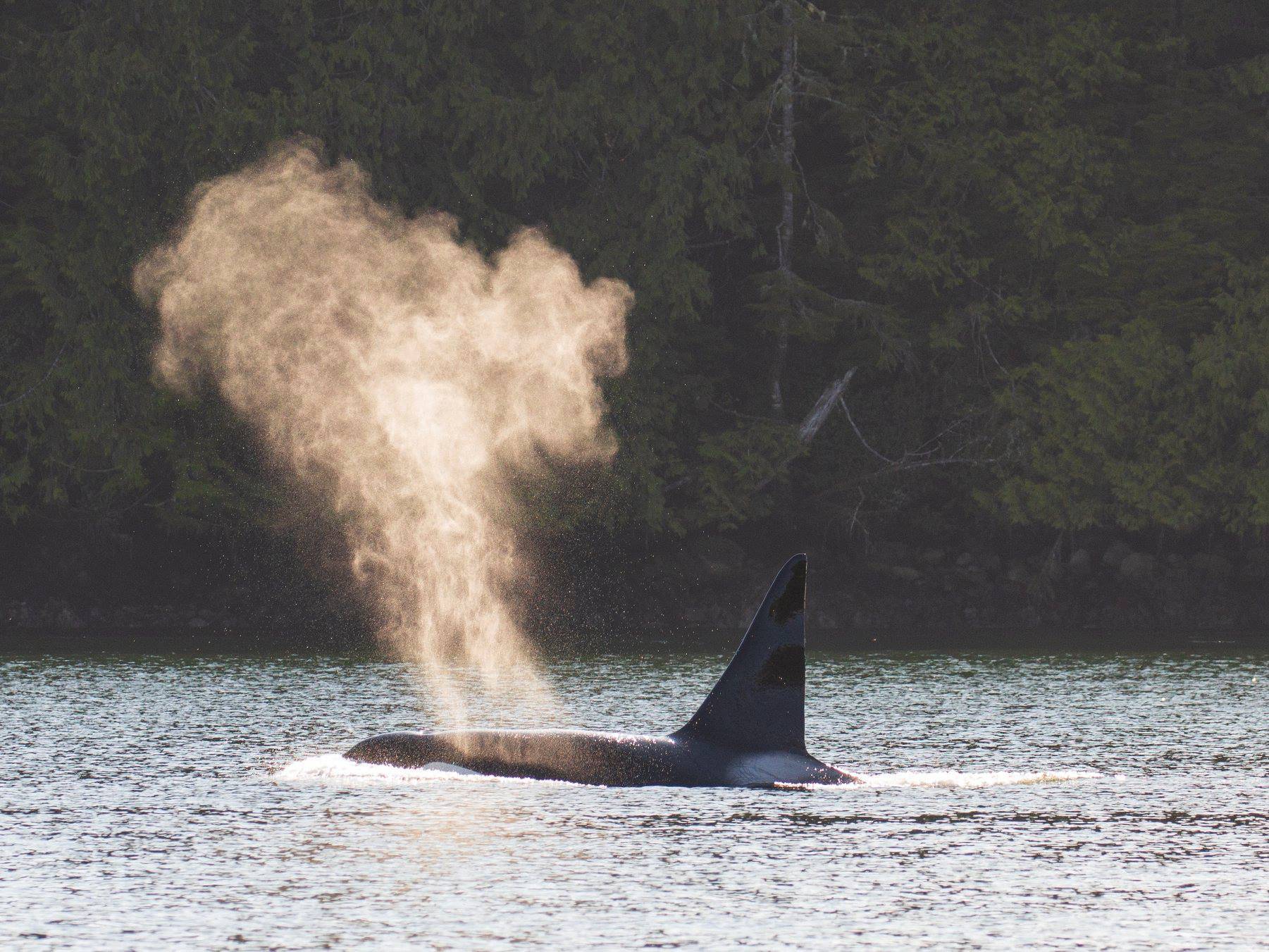 orka op vancouver-island