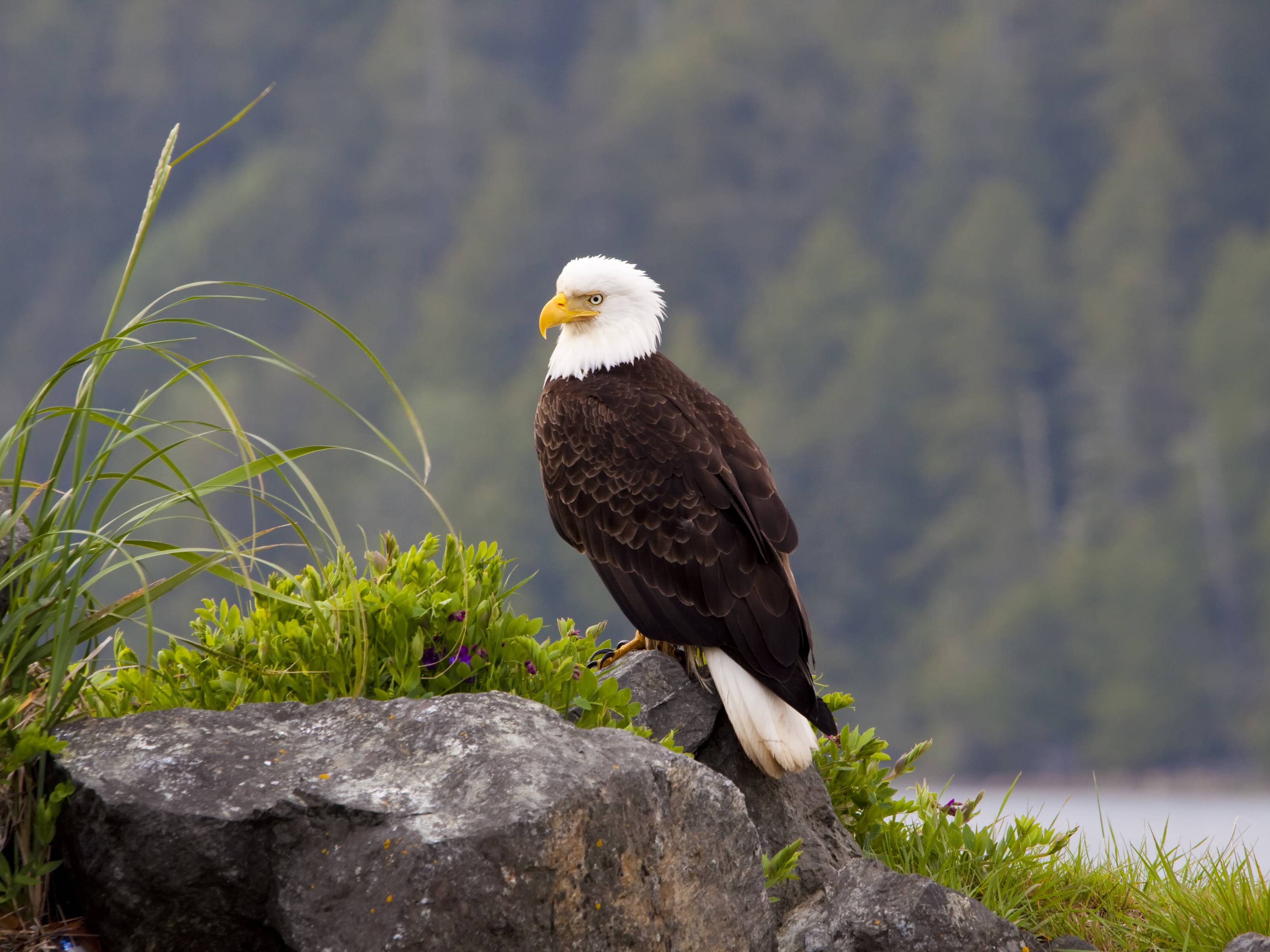 zeearend vancouver island
