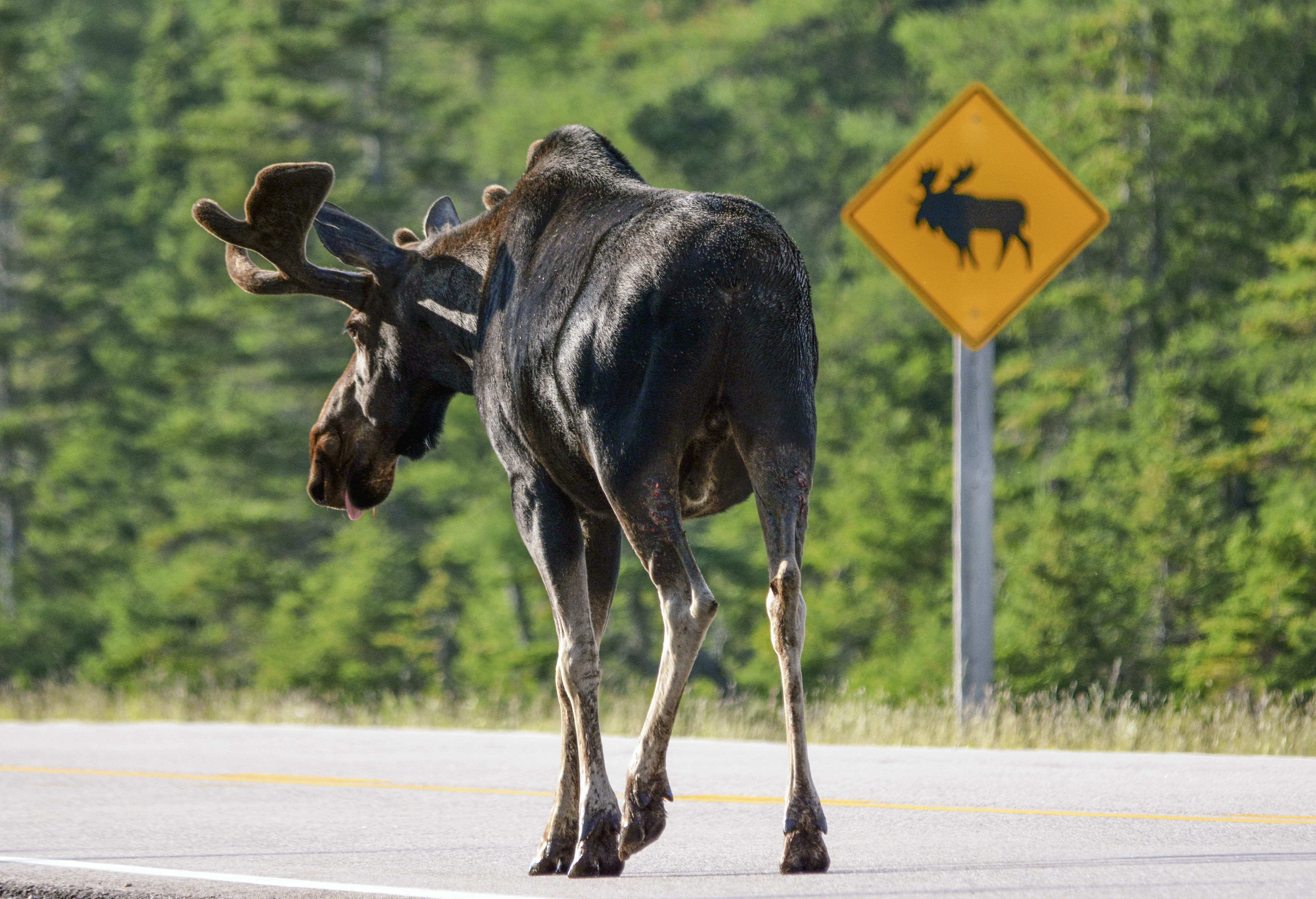 Eland op de snelweg Canada