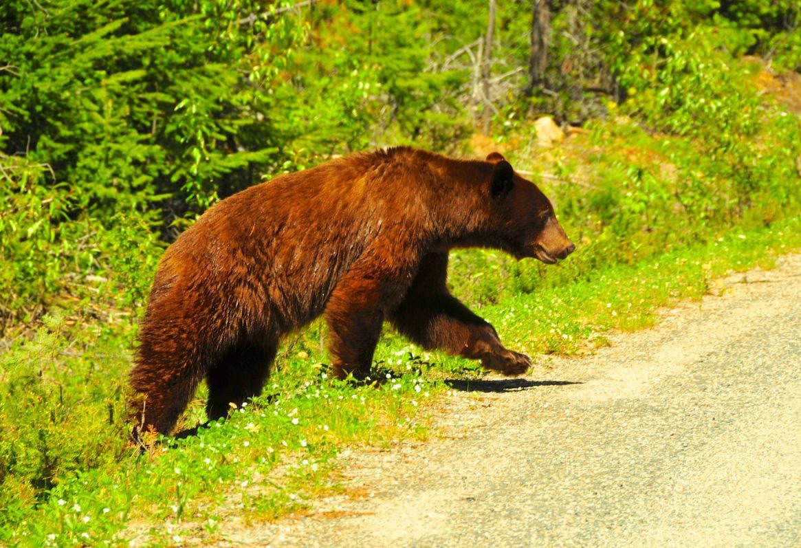 Beer in Wells Gray Provincial Park Canada