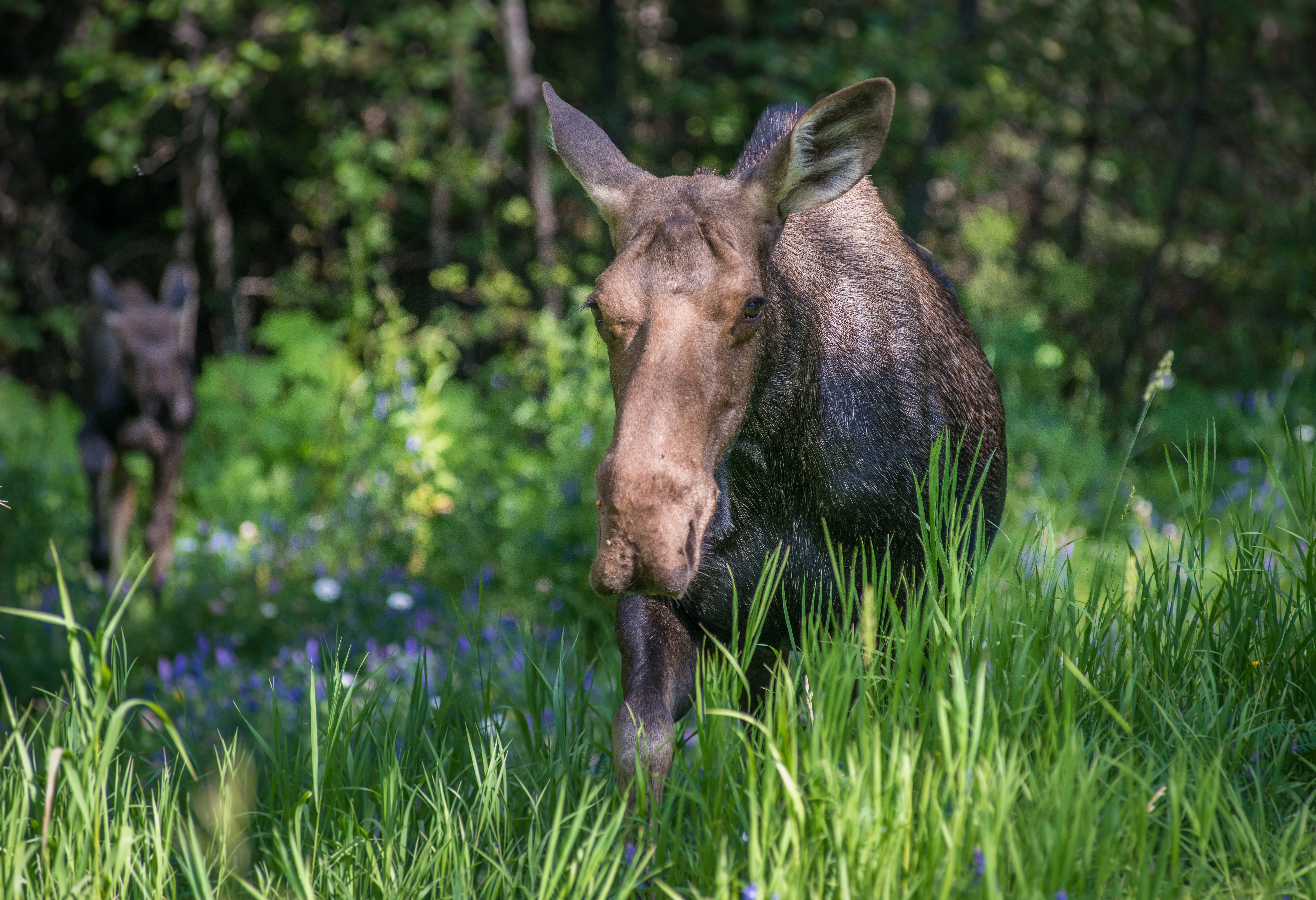 Eland in Kootenay National Park Canada