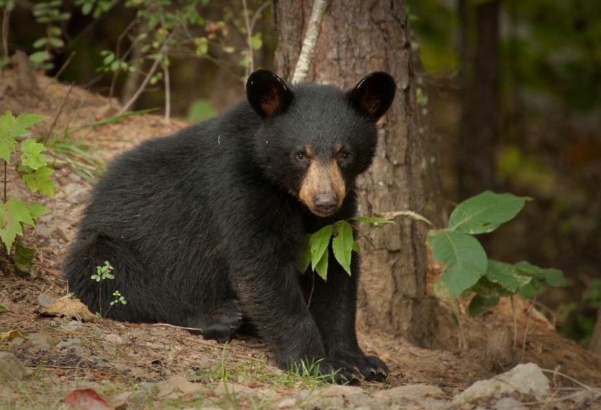 Zwarte beer in Québec Canada