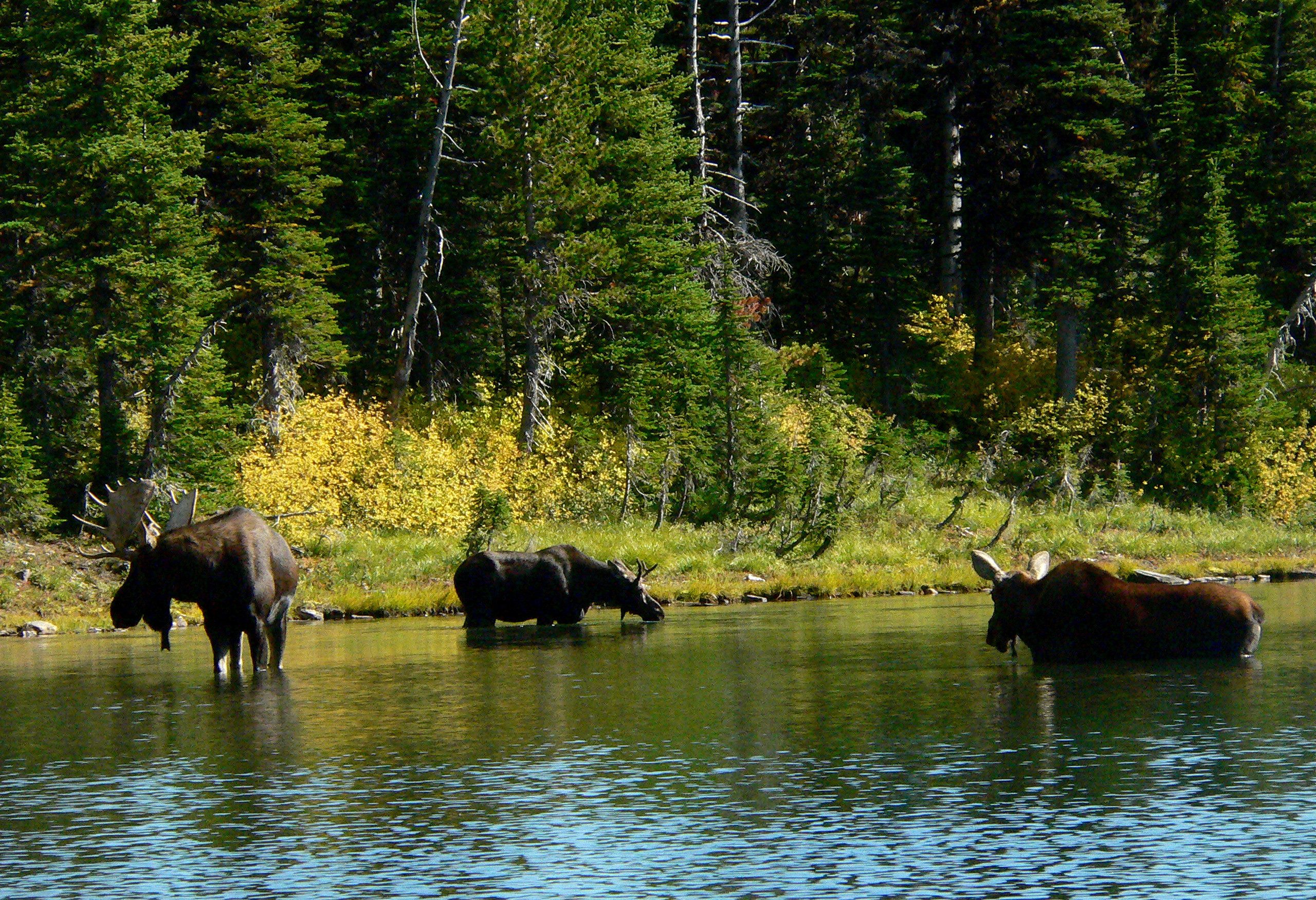 Elanden in Waterton National Park Canada