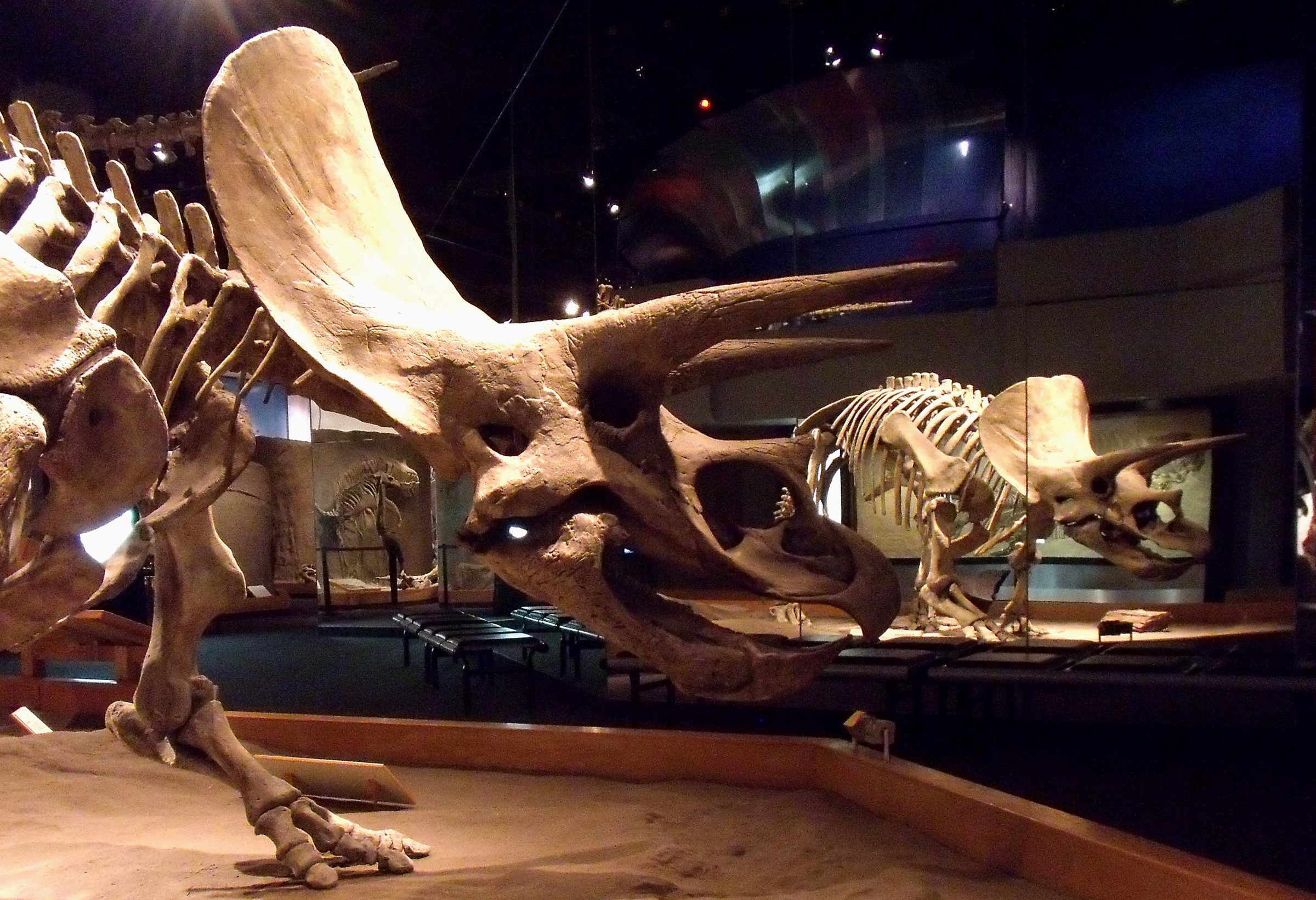 Royal Tyrrel museum Drumheller Canada