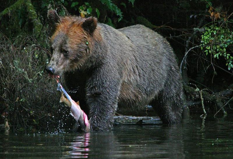 Grizzly beer Knight Inlet Lodge Vancouver Island Canada