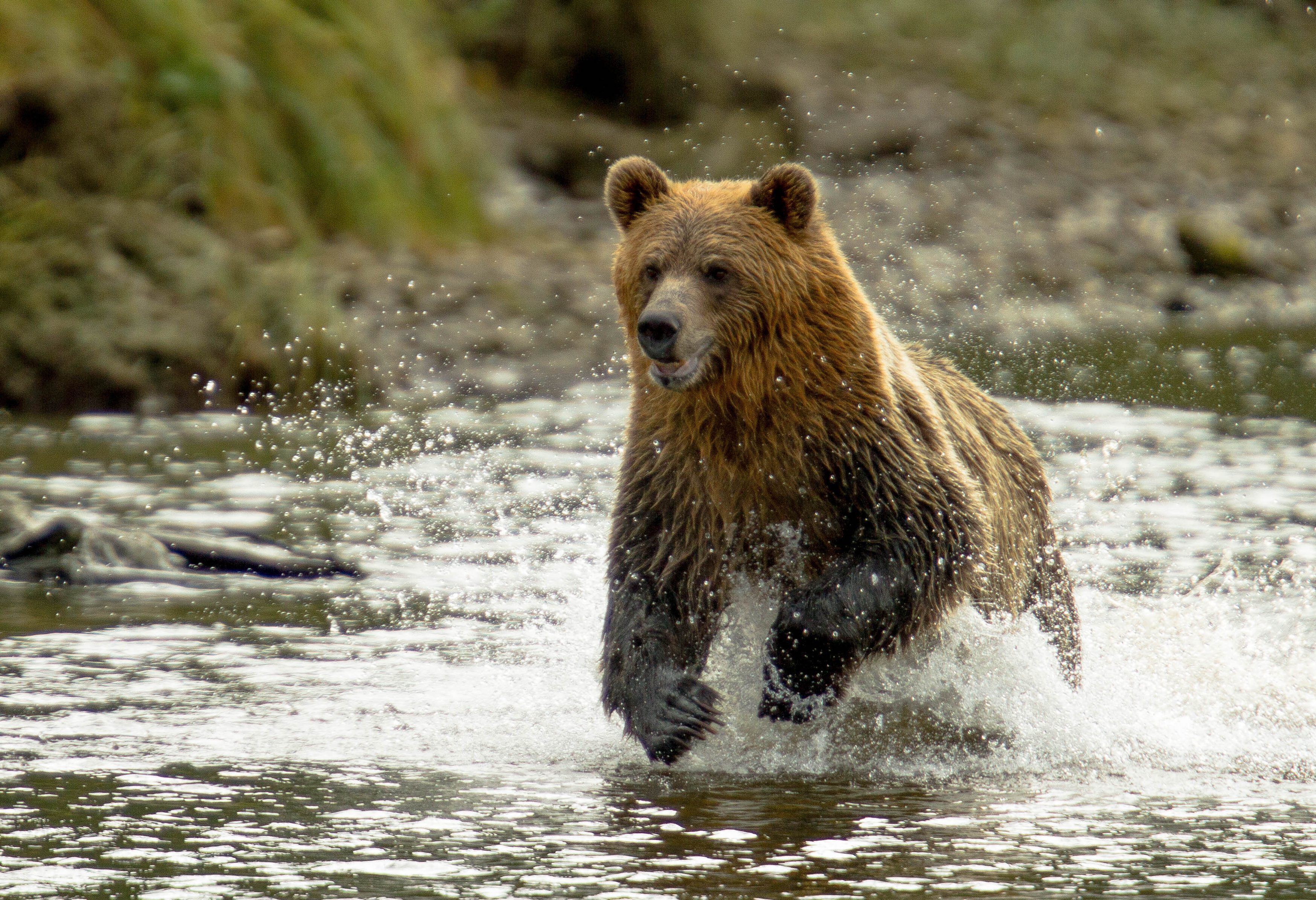 Grizzly beren Knight Inlet Lodge Vancouver Island Canada