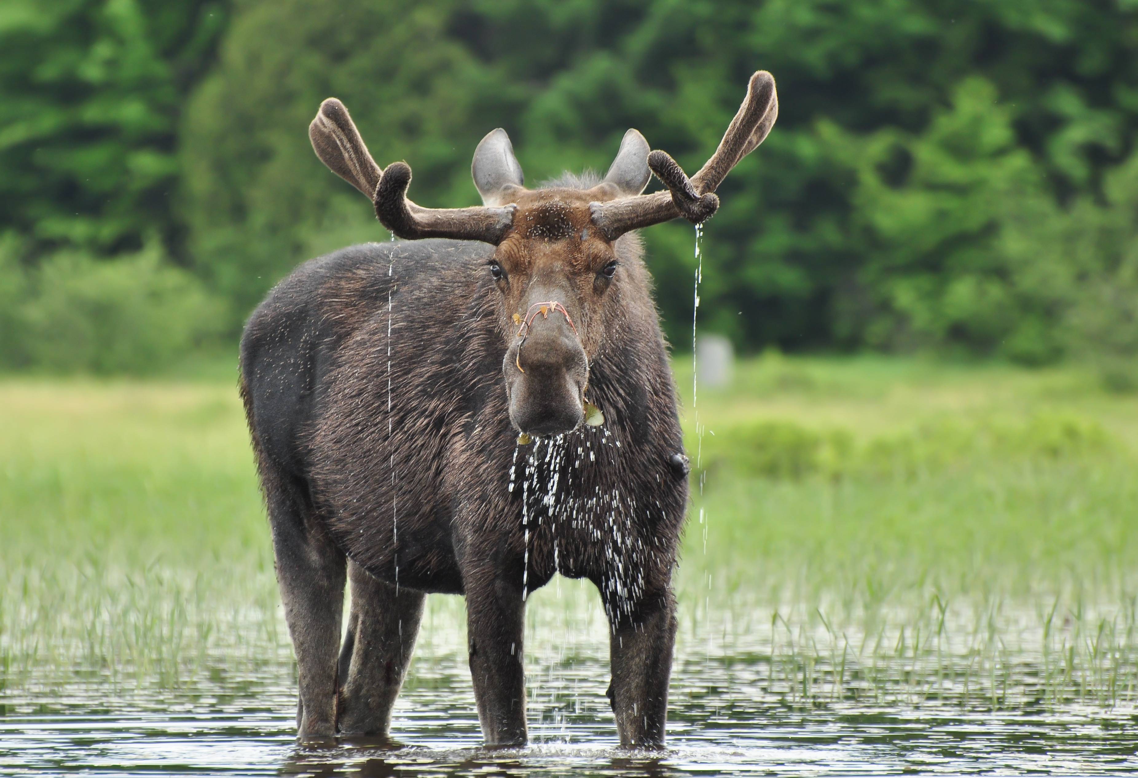 Kanoën in Algonquin Provincial Park Canada